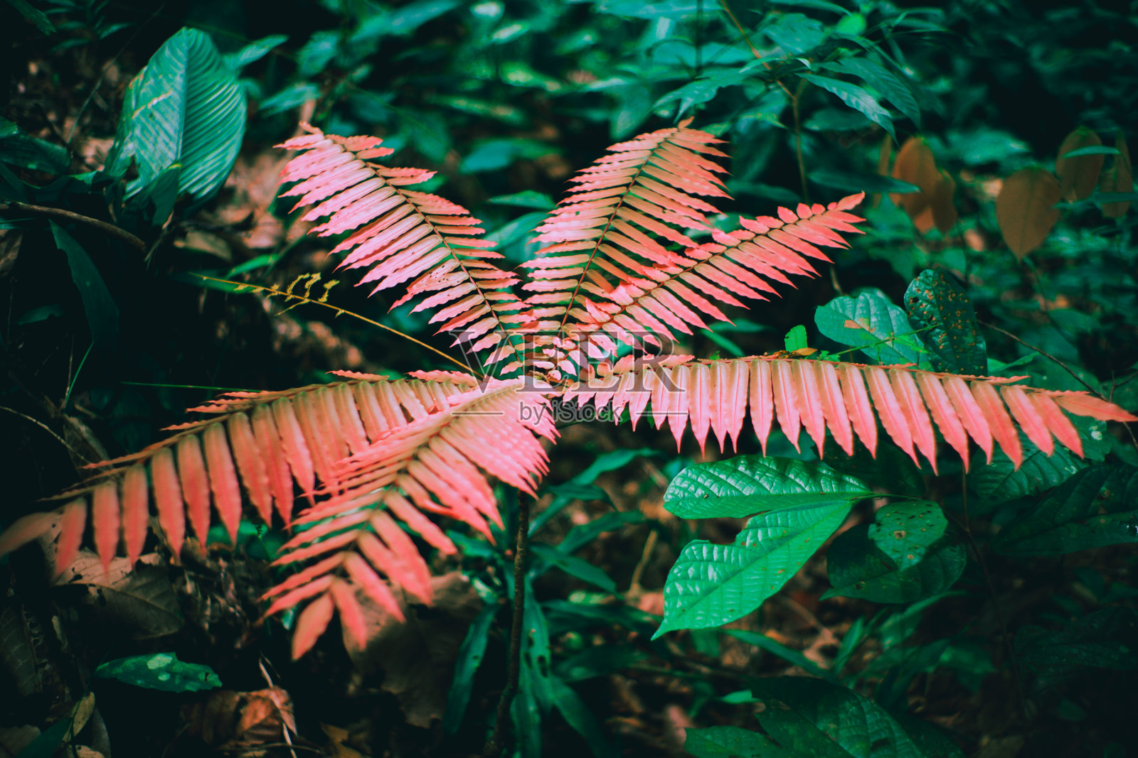 森林里有红叶照片摄影图片
