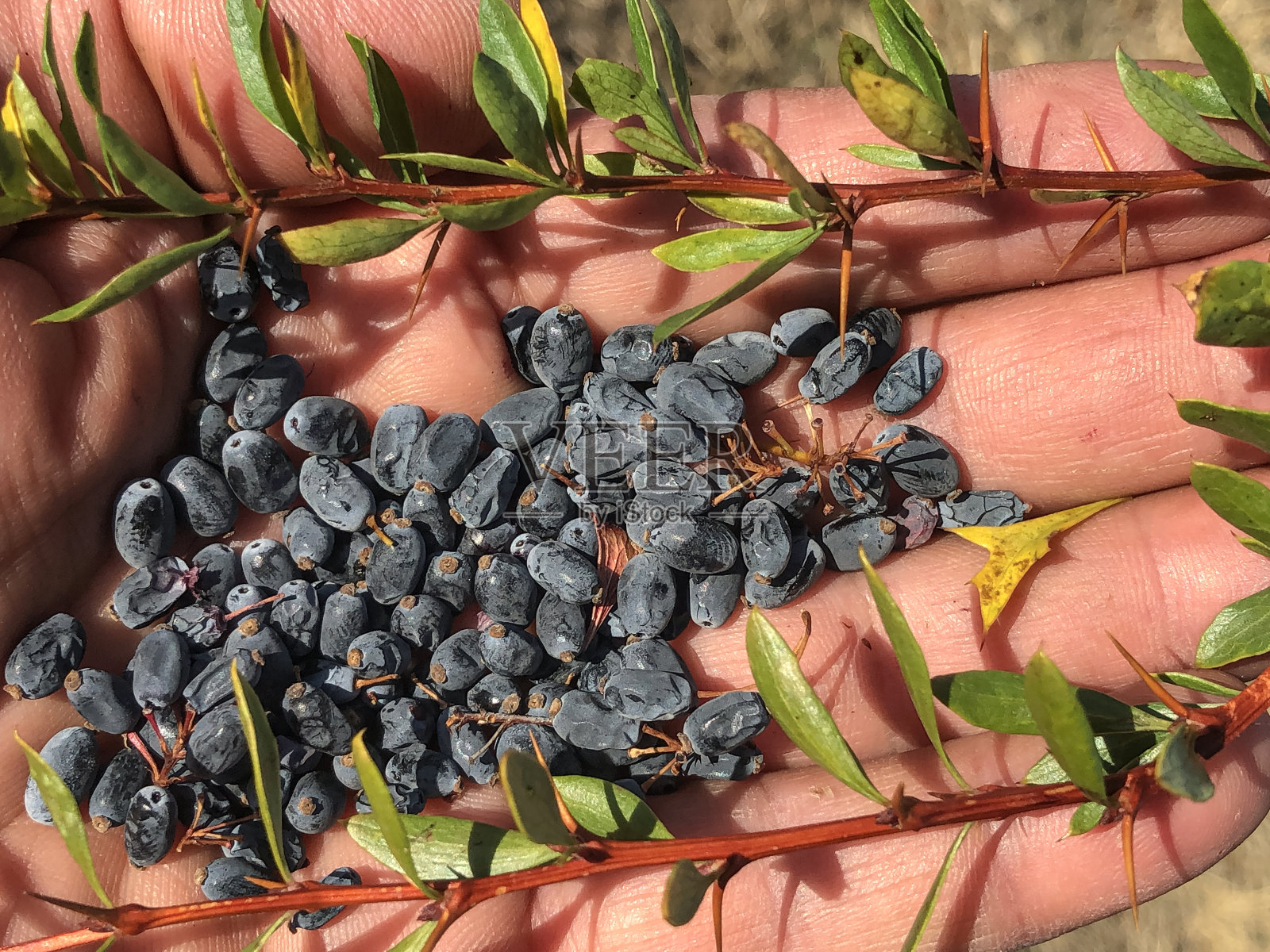 生长在灌木丛中的紫色天然山果照片摄影图片