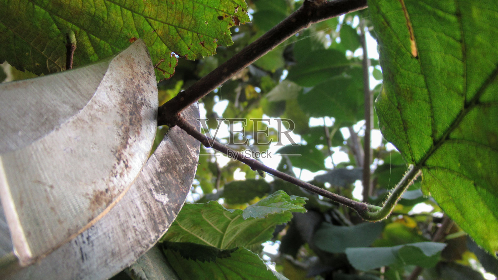 剪枝剪的闭合，用来剪树枝的剪刀照片摄影图片