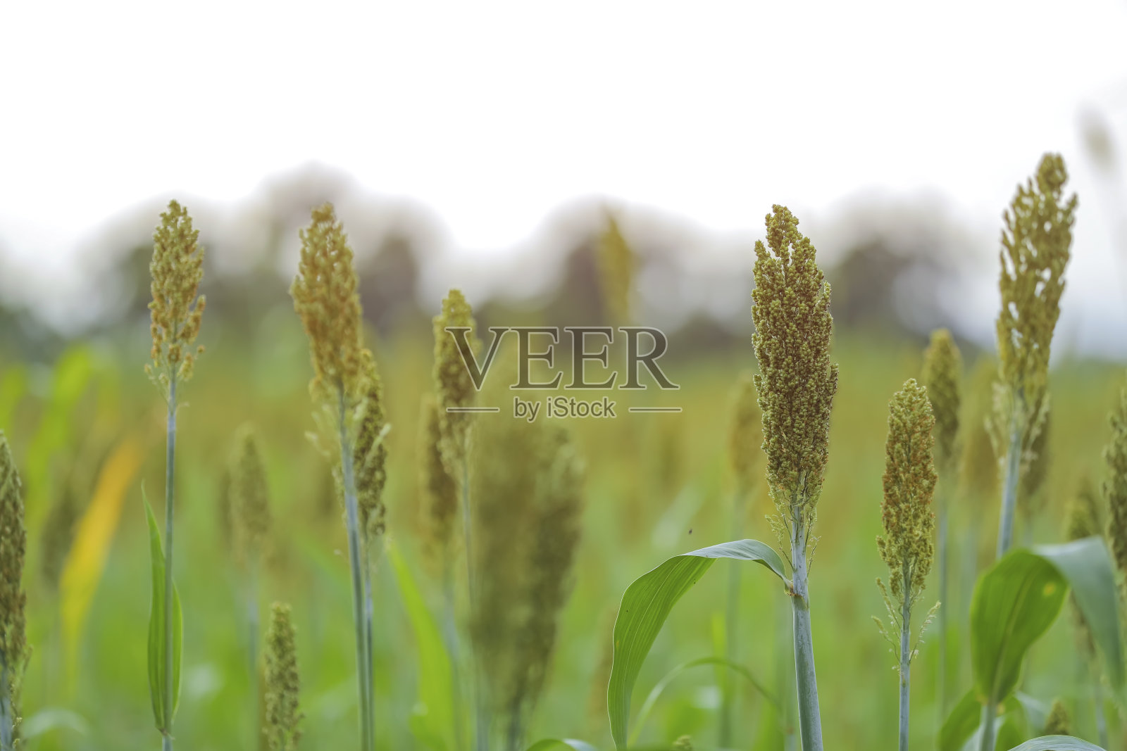 乔瓦谷在印度种植高粱作物照片摄影图片