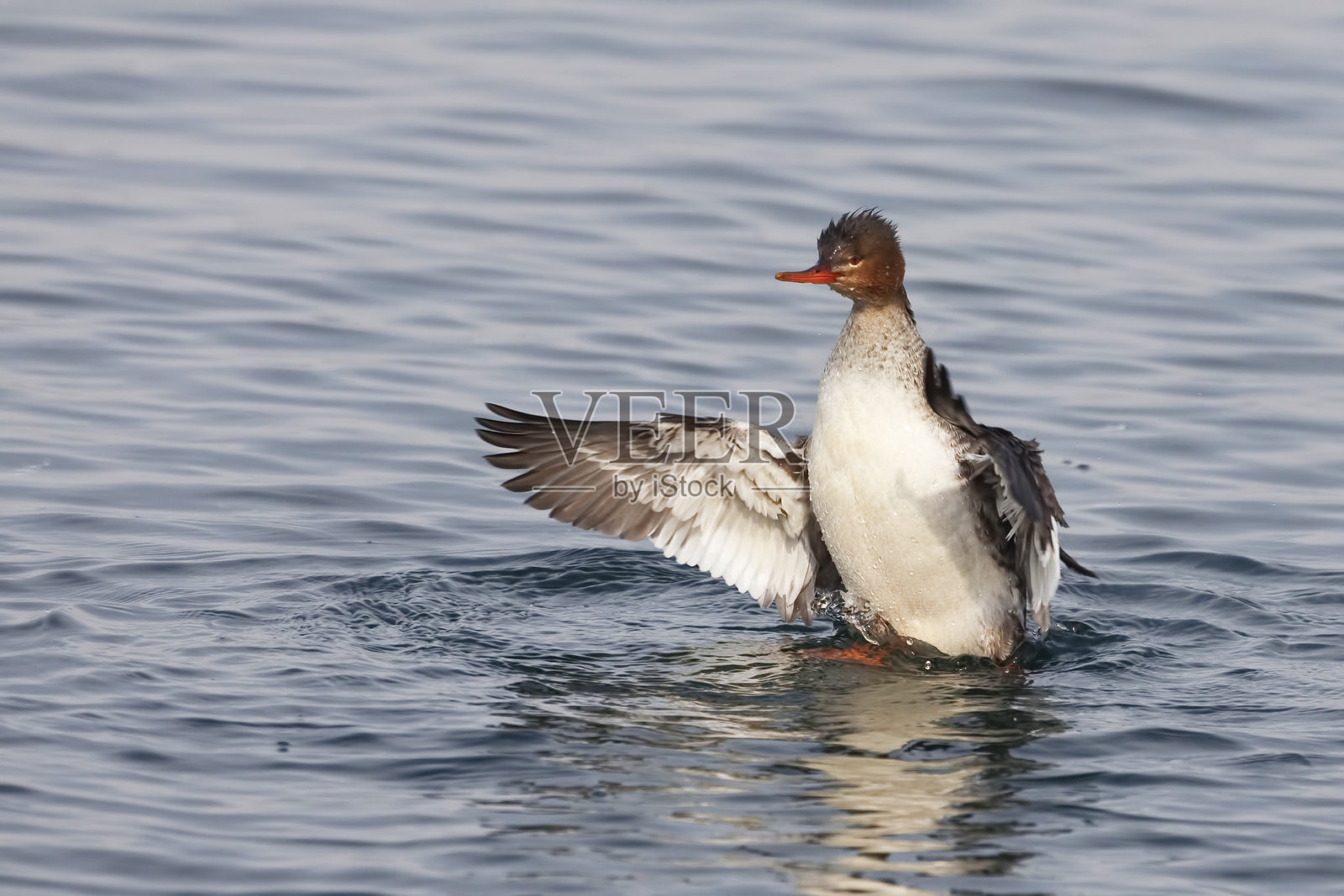 雌性红胸秋镜鸟，长锯齿的秋镜鸟，在做翼架照片摄影图片