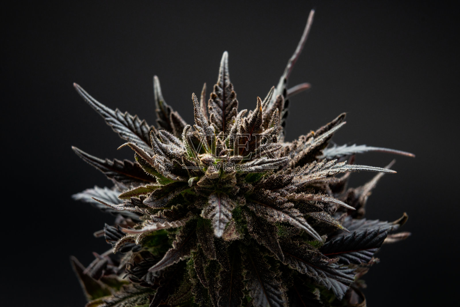 大麻大麻大麻照片摄影图片