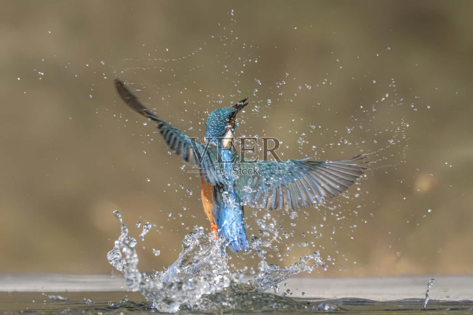 普通的欧洲翠鸟(翠鸟)。翠鸟飞从水与捕获的鱼在喙猎物在绿色的自然背景。翠鸟抓了一条小鱼照片摄影图片
