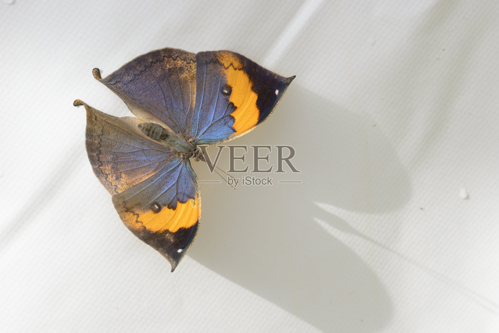 ——热带彩色蝴蝶栖息在一片叶子上照片摄影图片