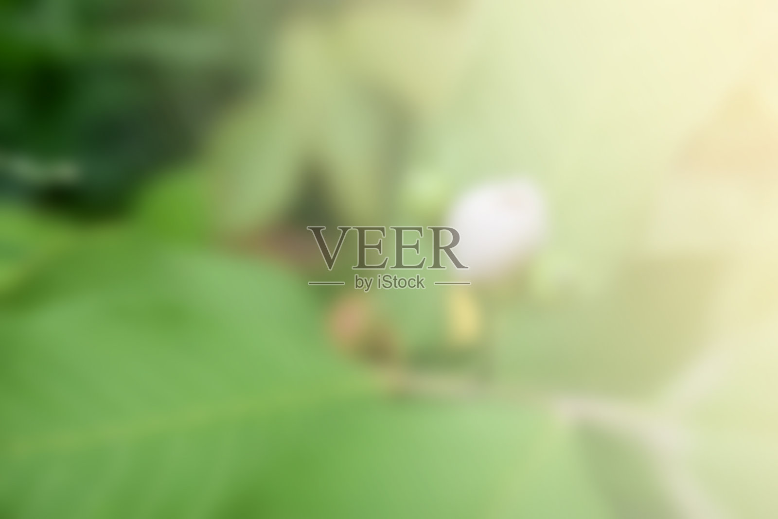 番石榴枝是准备种植的。照片摄影图片