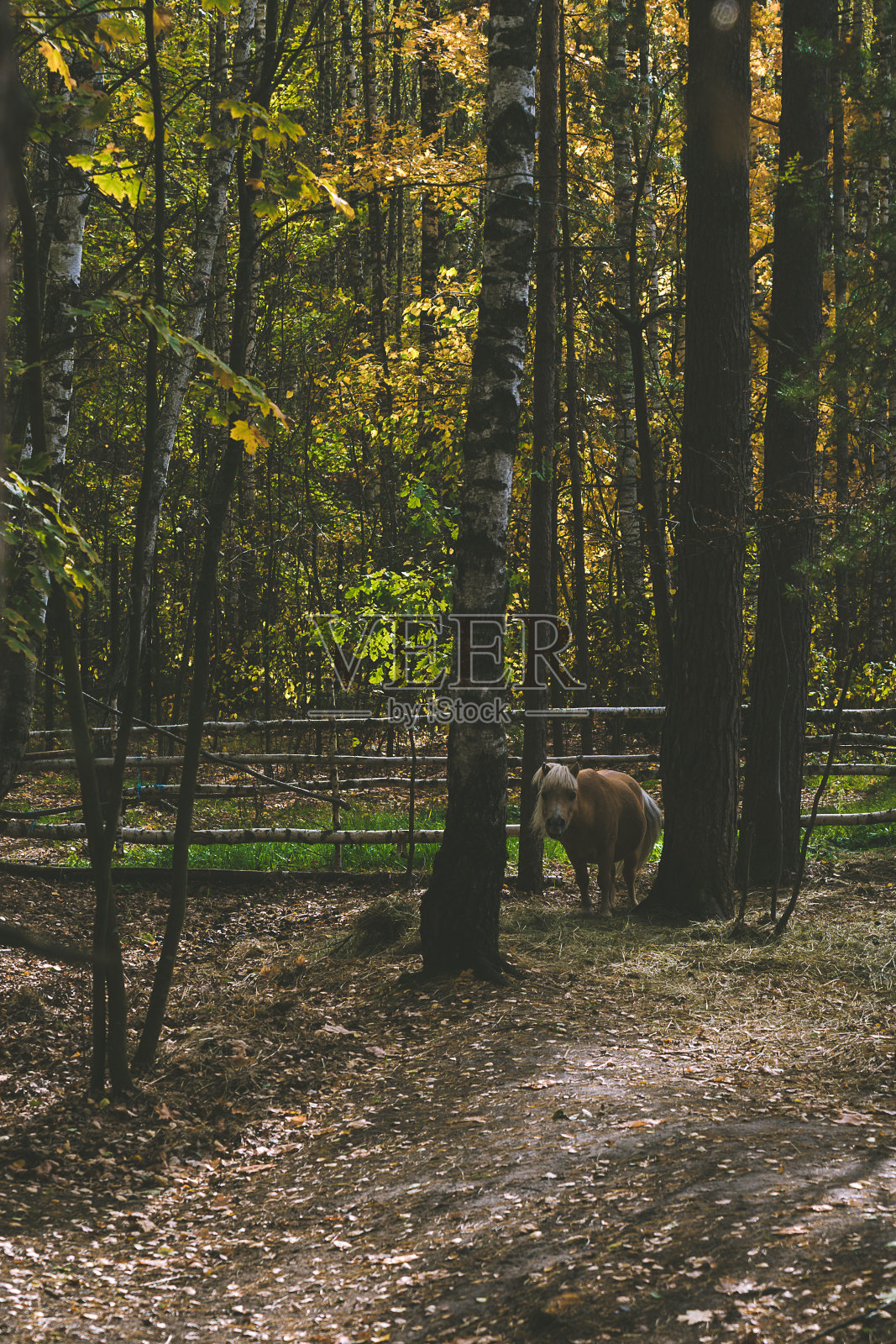 秋天的公园照片摄影图片