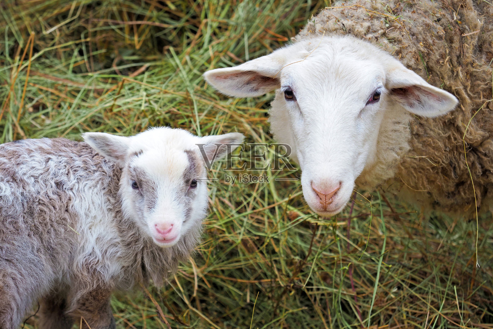 干草中的绵羊和新生羊羔。母亲和婴儿的肖像。新生羊羔和母羊照片摄影图片