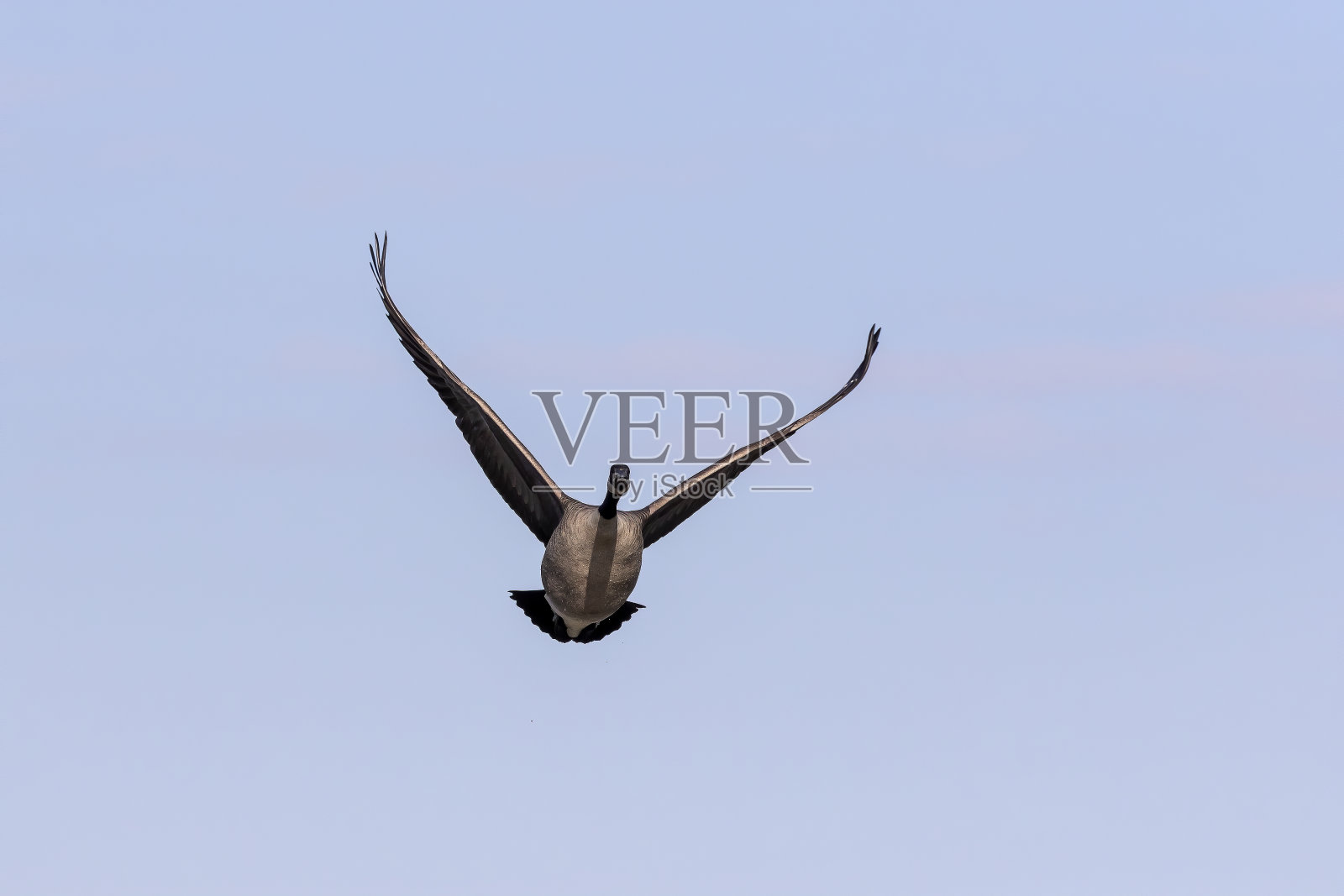 这群加拿大鹅在飞翔照片摄影图片