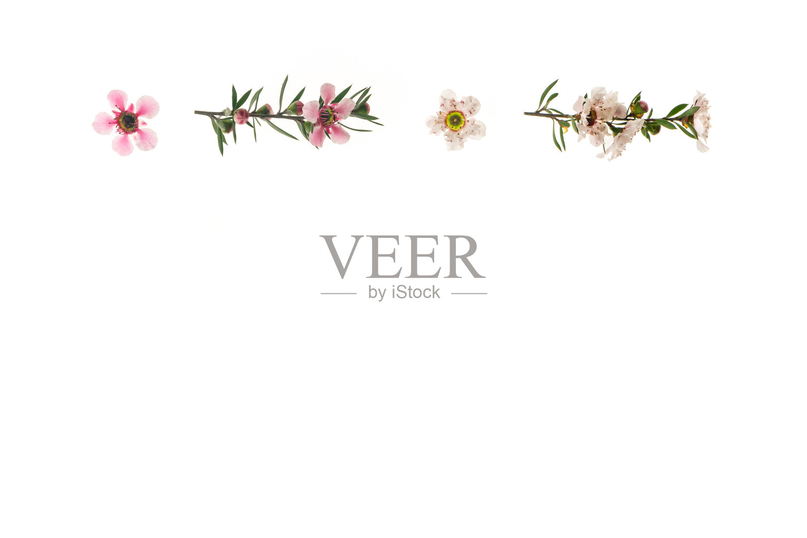 粉红色的麦卢卡花在白色的背景和上面的复制空间照片摄影图片