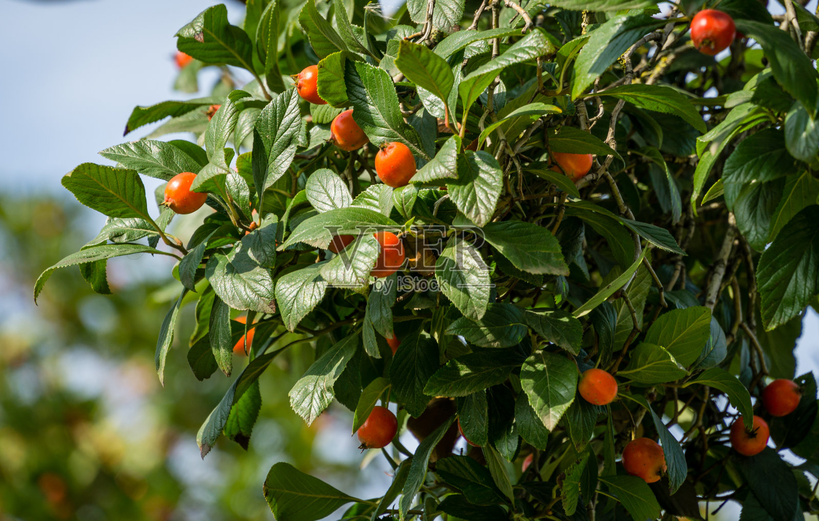 近距离观察可能是墨西哥山楂(墨西哥山楂)的橘红色果实，常见的名字tejocote, manzanita tejocotera，在公共城市公园Krasnodar或'Galitsky'。风景公园在阳光明媚的秋天照片摄影图片
