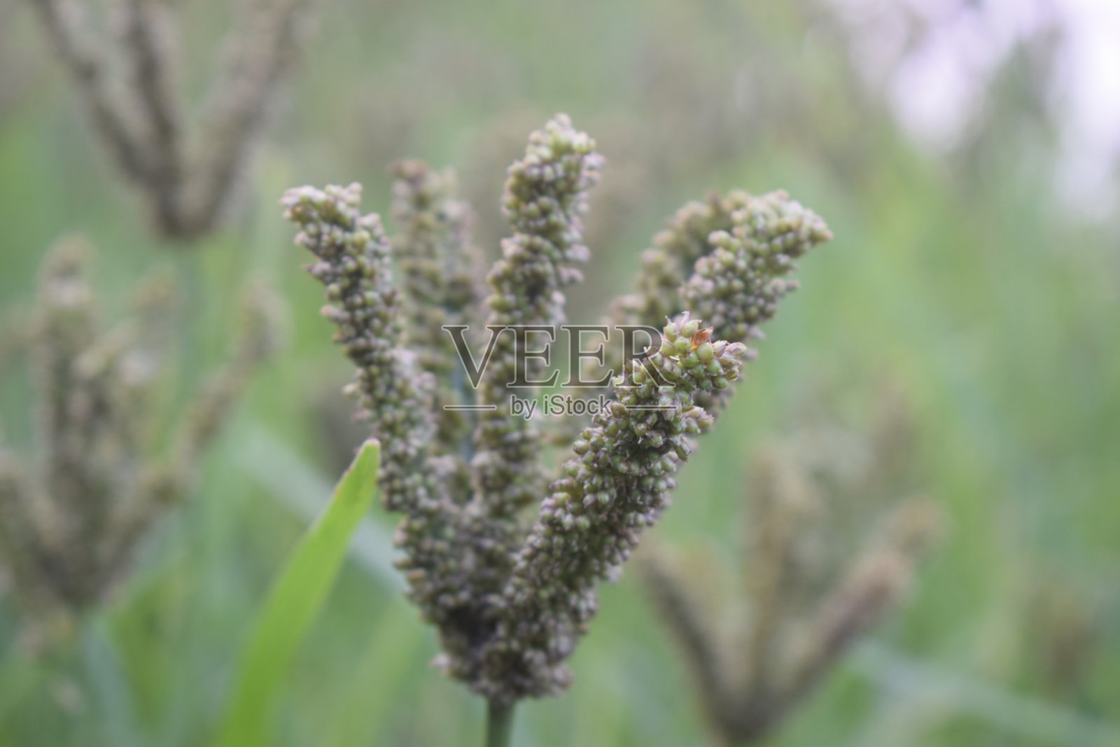 手指小米(Raagi)照片，背景模糊照片摄影图片