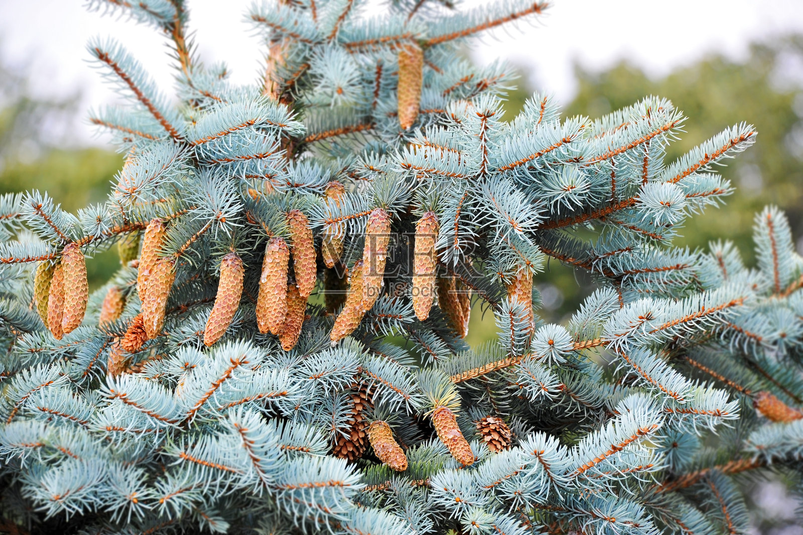 有球果的冷杉照片摄影图片