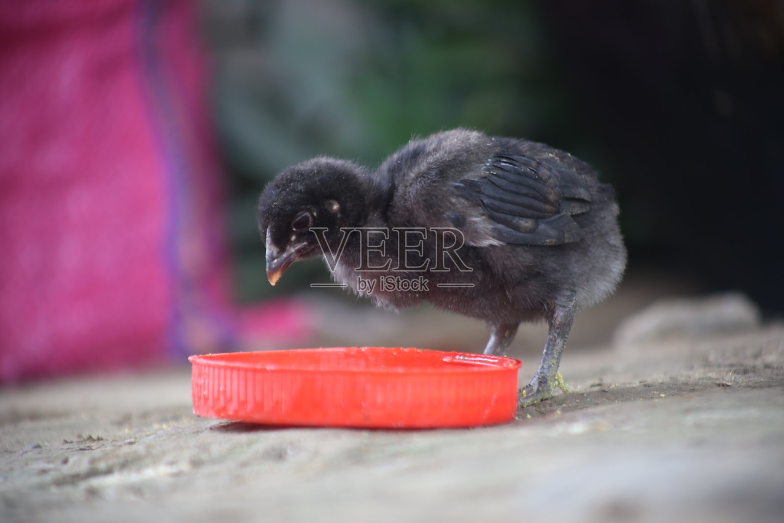 一只用瓶盖喝水的黑色小鸡照片摄影图片