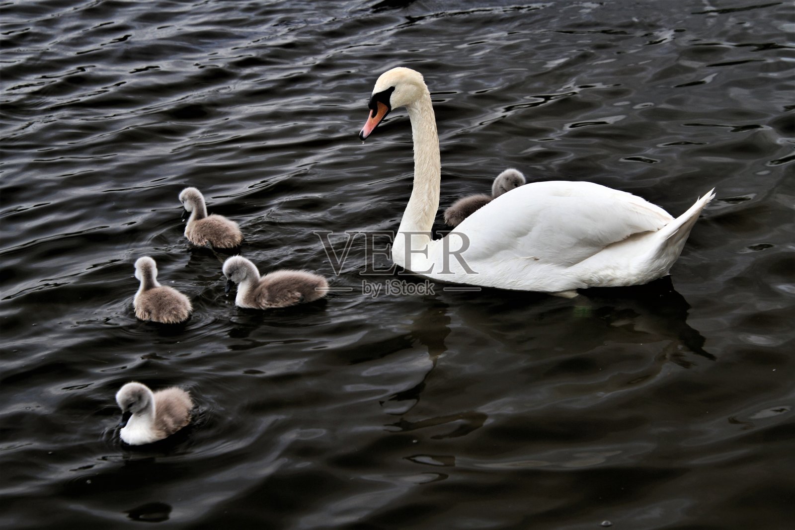 沉默的天鹅和小天鹅照片摄影图片