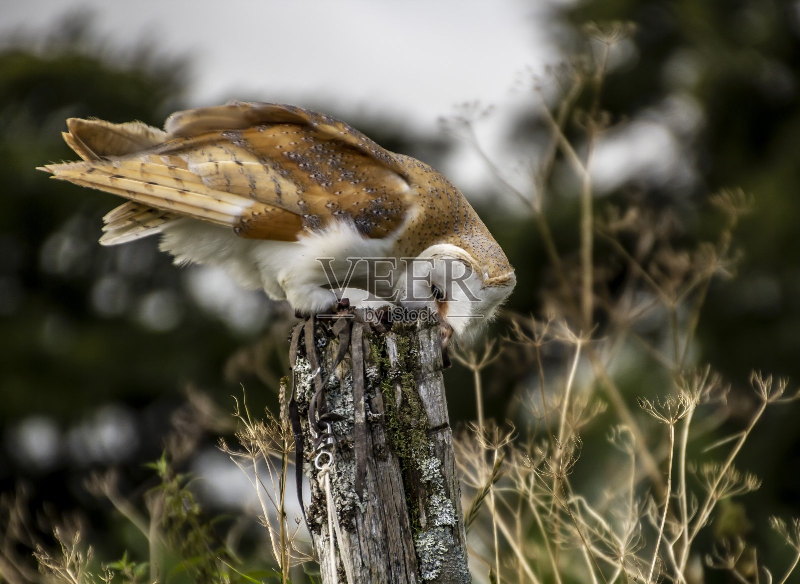 谷仓猫头鹰和猎物。照片摄影图片