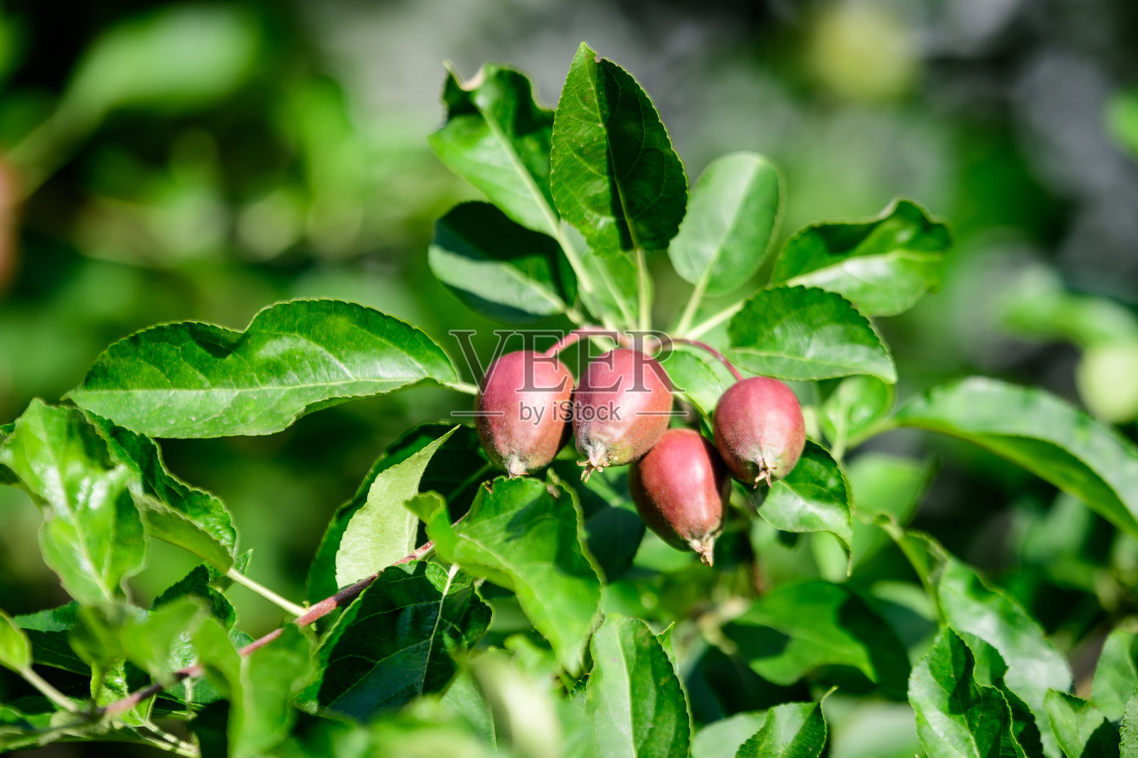 在一个阳光明媚的夏日，在果园花园的一棵大苹果树上，年轻的绿色和红色的果实和叶子在阳光直射下，用选择性聚焦拍摄美丽的户外花卉背景照片摄影图片