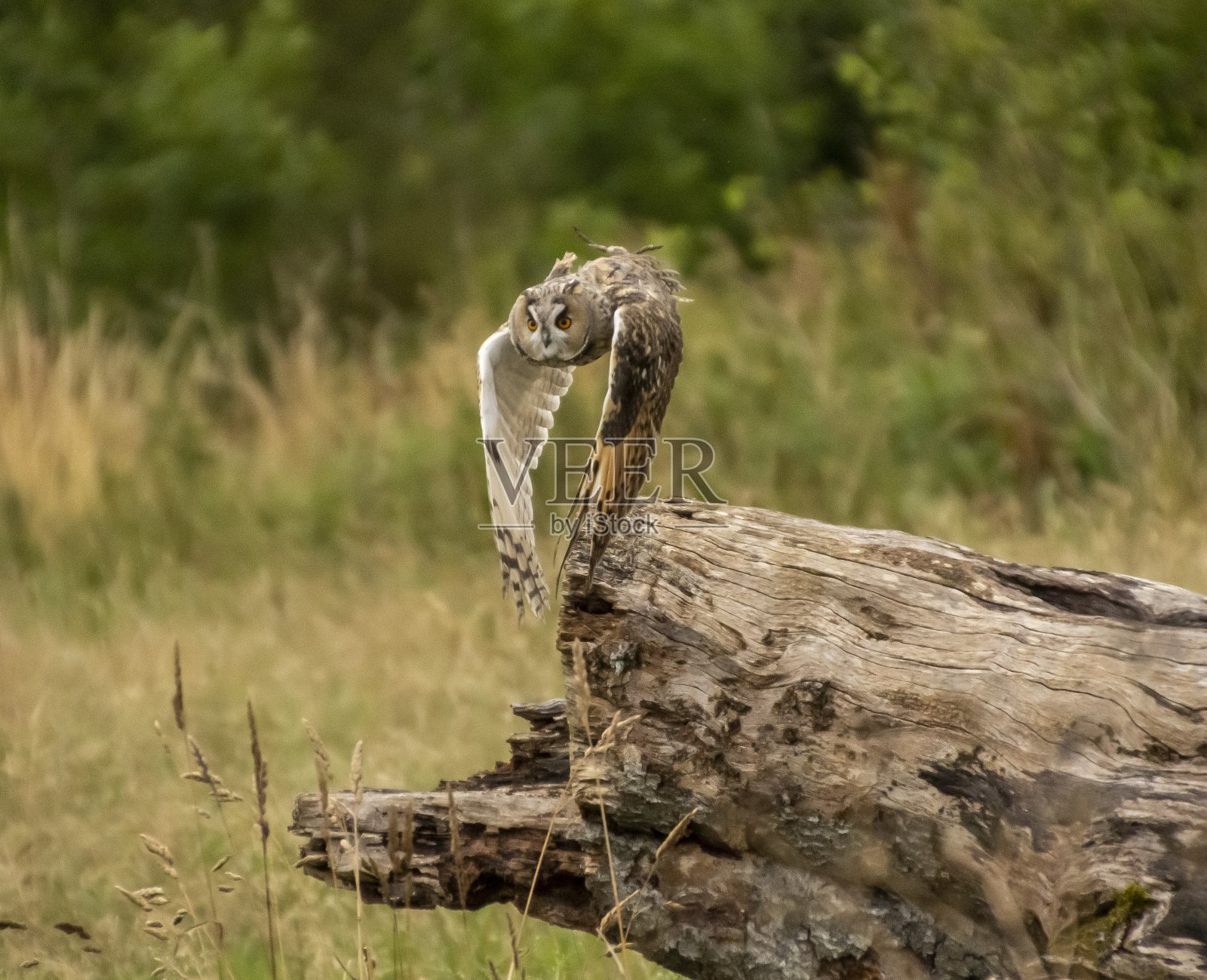 长耳猫头鹰。照片摄影图片