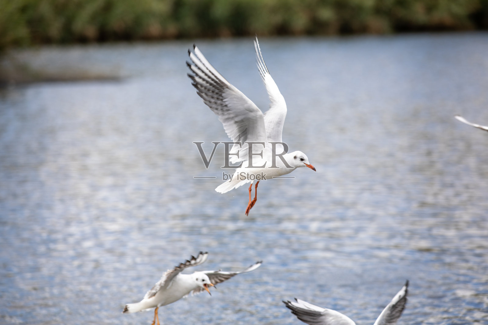 海鸥长着翅膀照片摄影图片