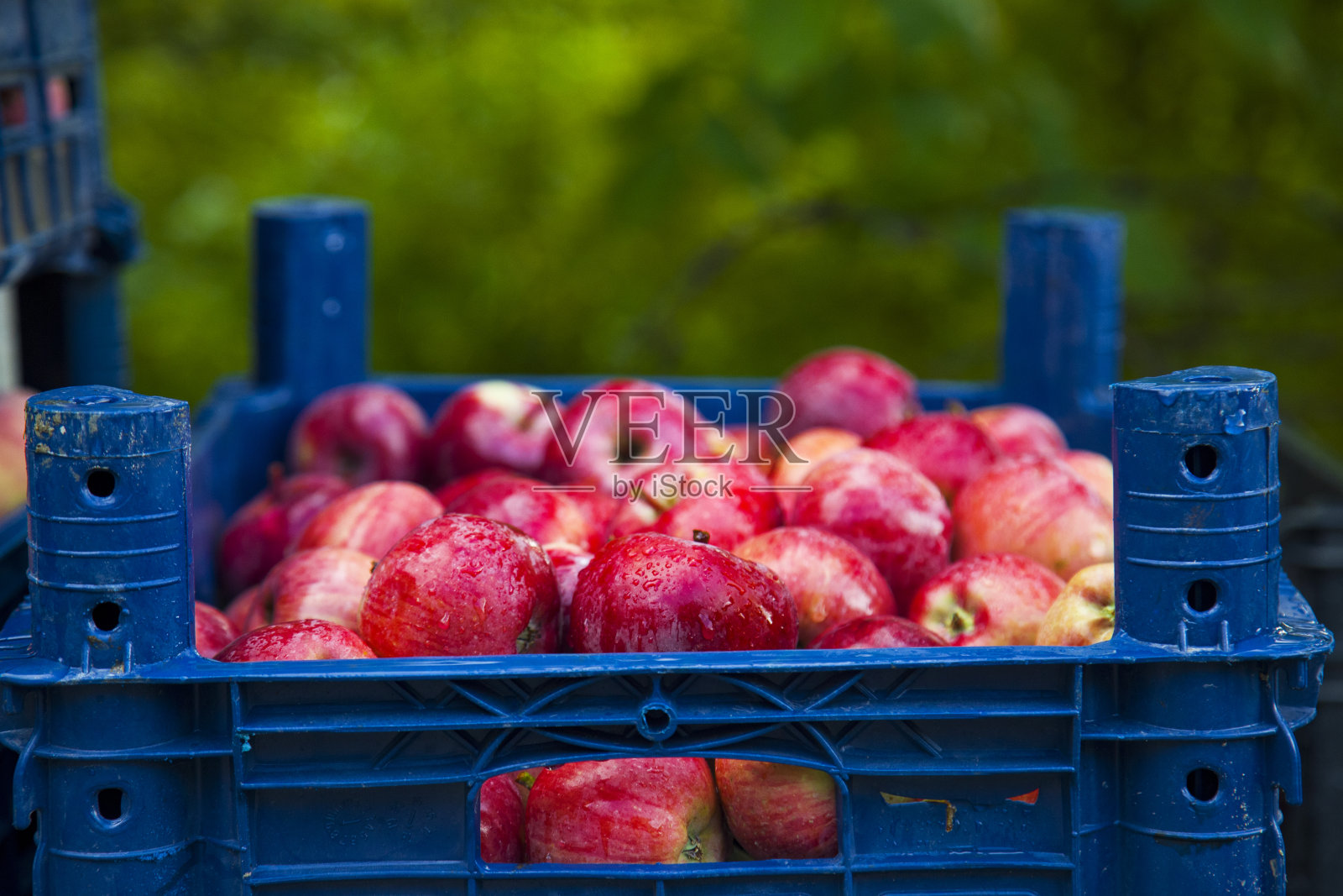 新鲜收获的多汁美味的红苹果装在塑料箱里。苹果在商店的盒子里。为文字留出空间。苹果上有水滴照片摄影图片
