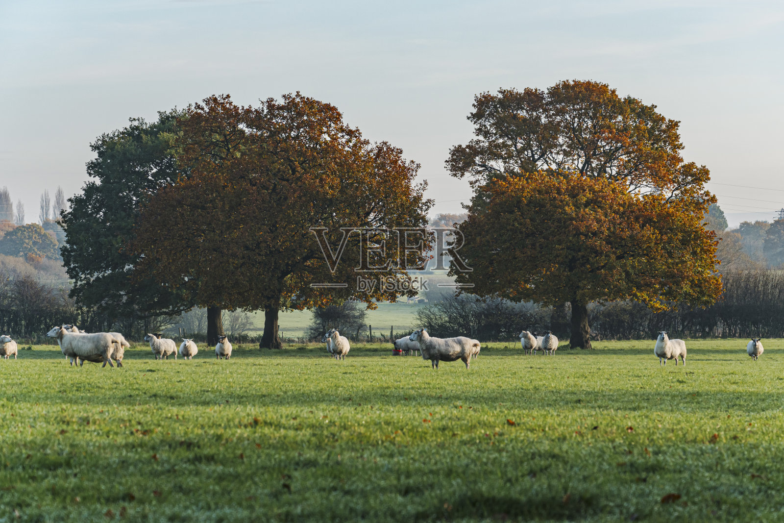 绵羊和小羊羔在田野里照片摄影图片
