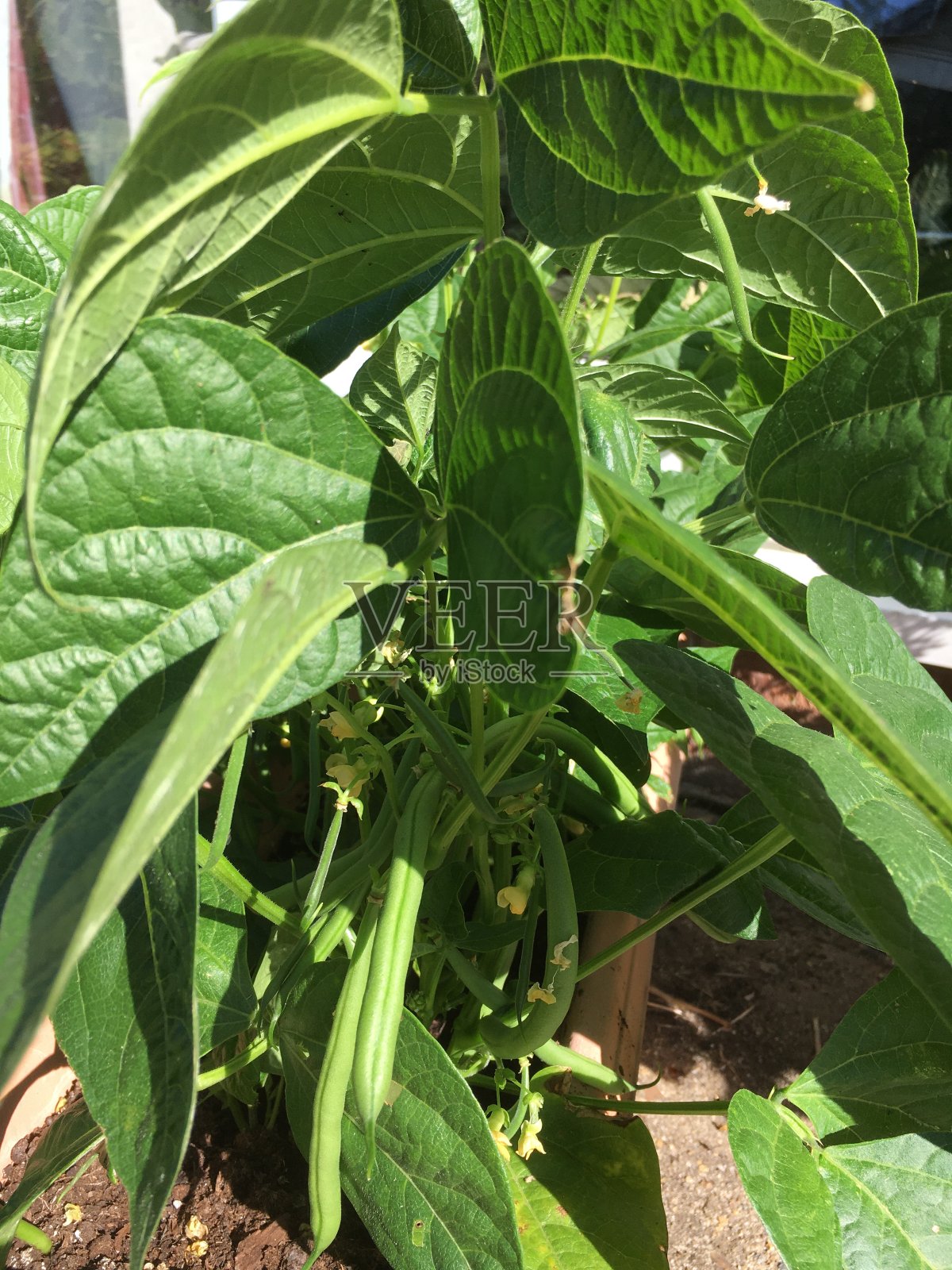 花园里的四季豆照片摄影图片