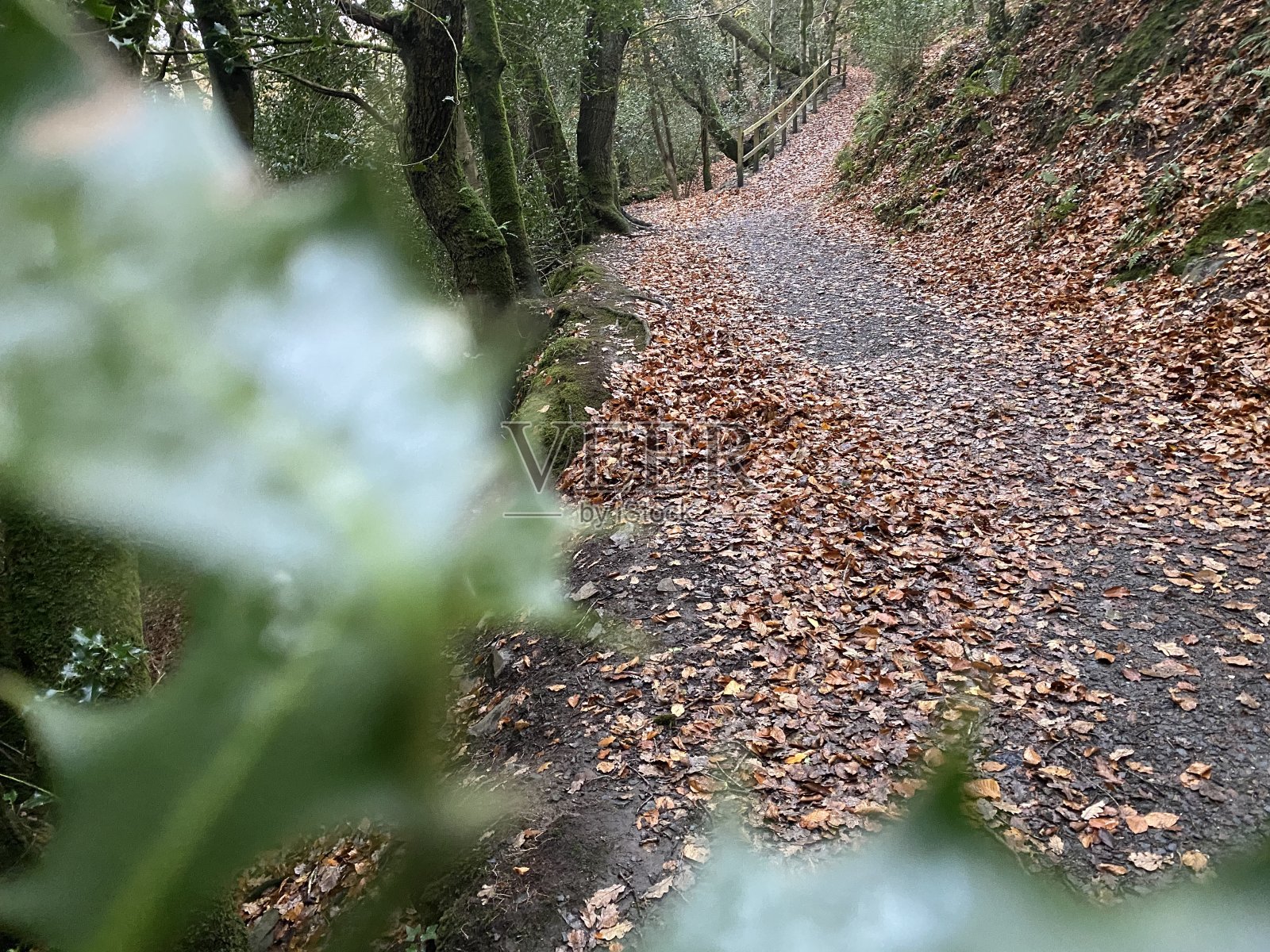 秋天的树林照片摄影图片