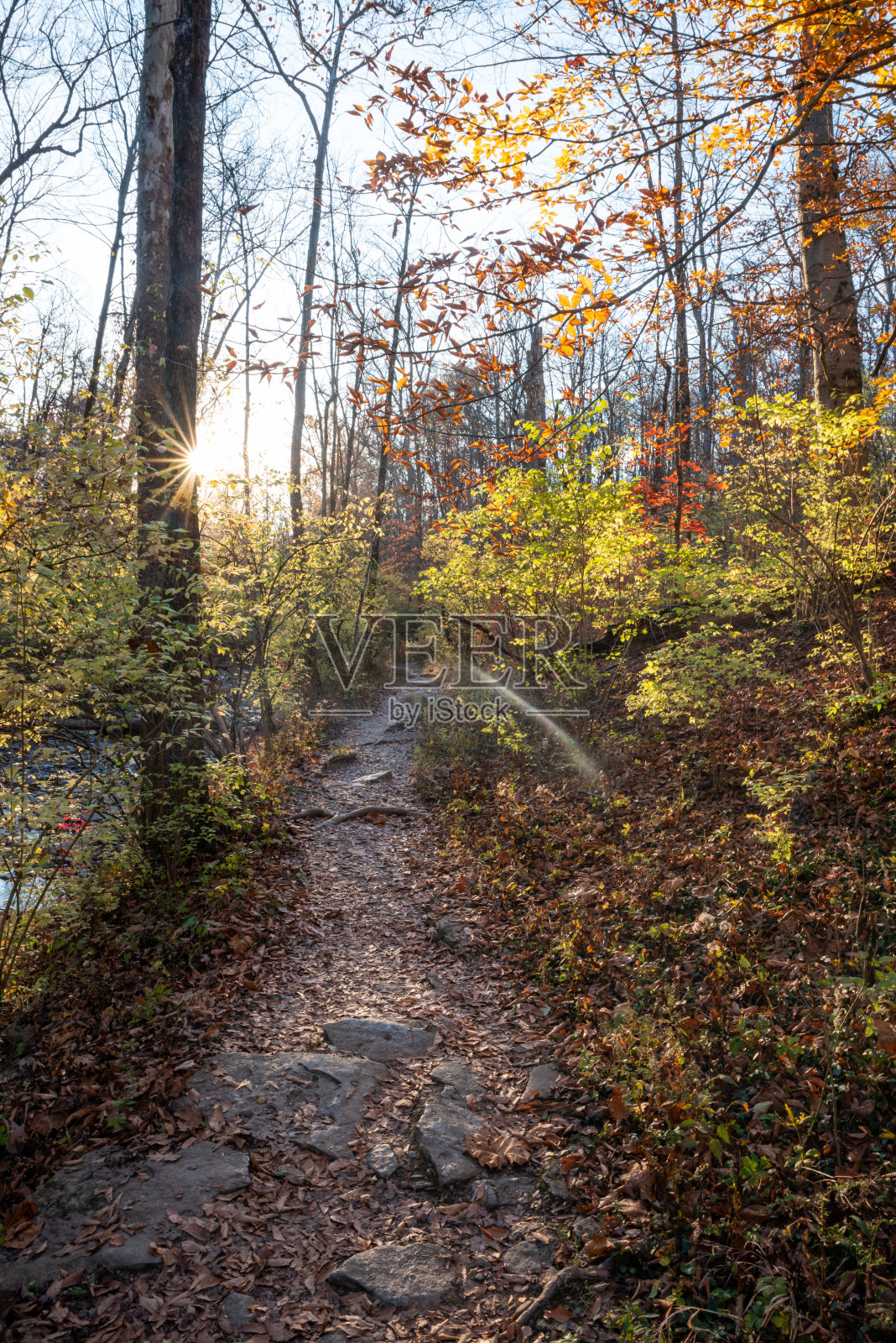 漫步在阳光明媚的秋日森林中照片摄影图片