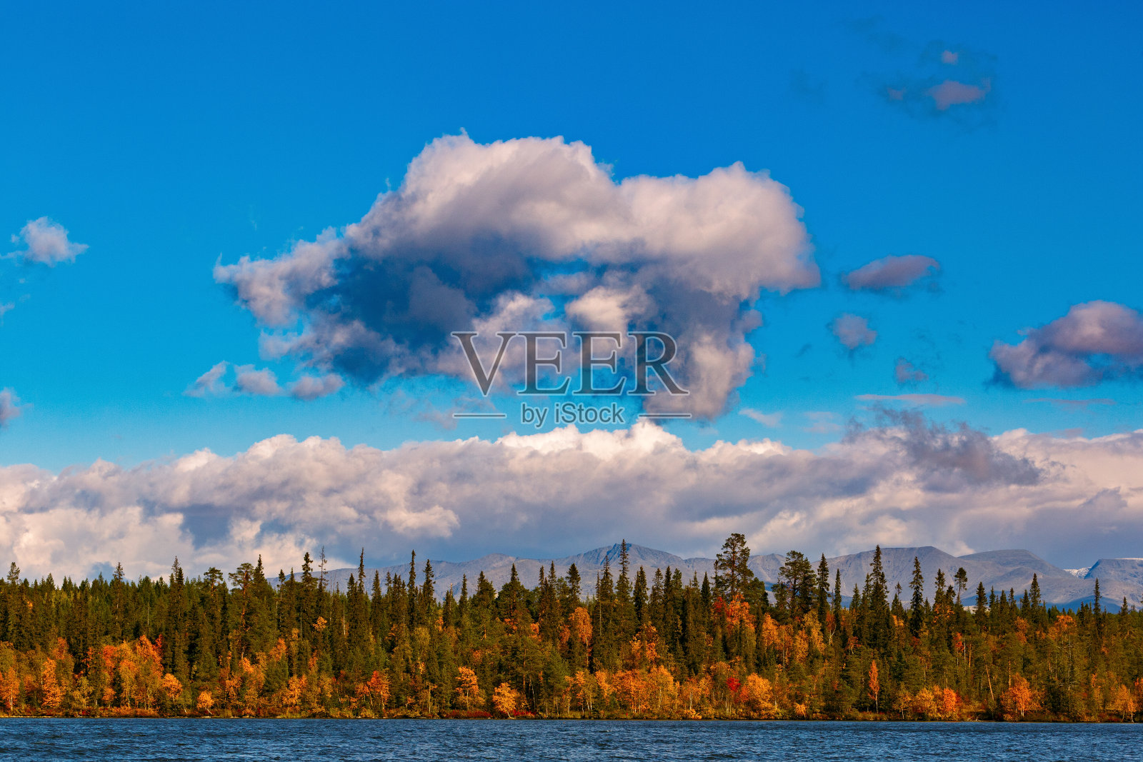 Khibiny山附近的Imandra湖上的混合森林。秋天的风景，科拉半岛，俄罗斯。照片摄影图片