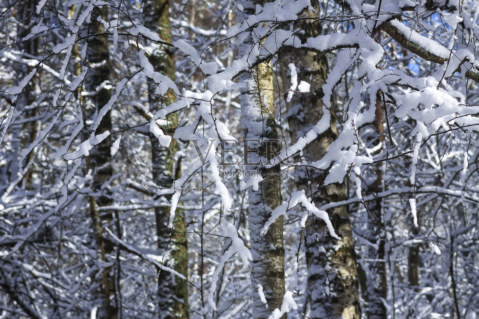 在阳光明媚的冬日里，融化在森林树枝上的雪照片摄影图片