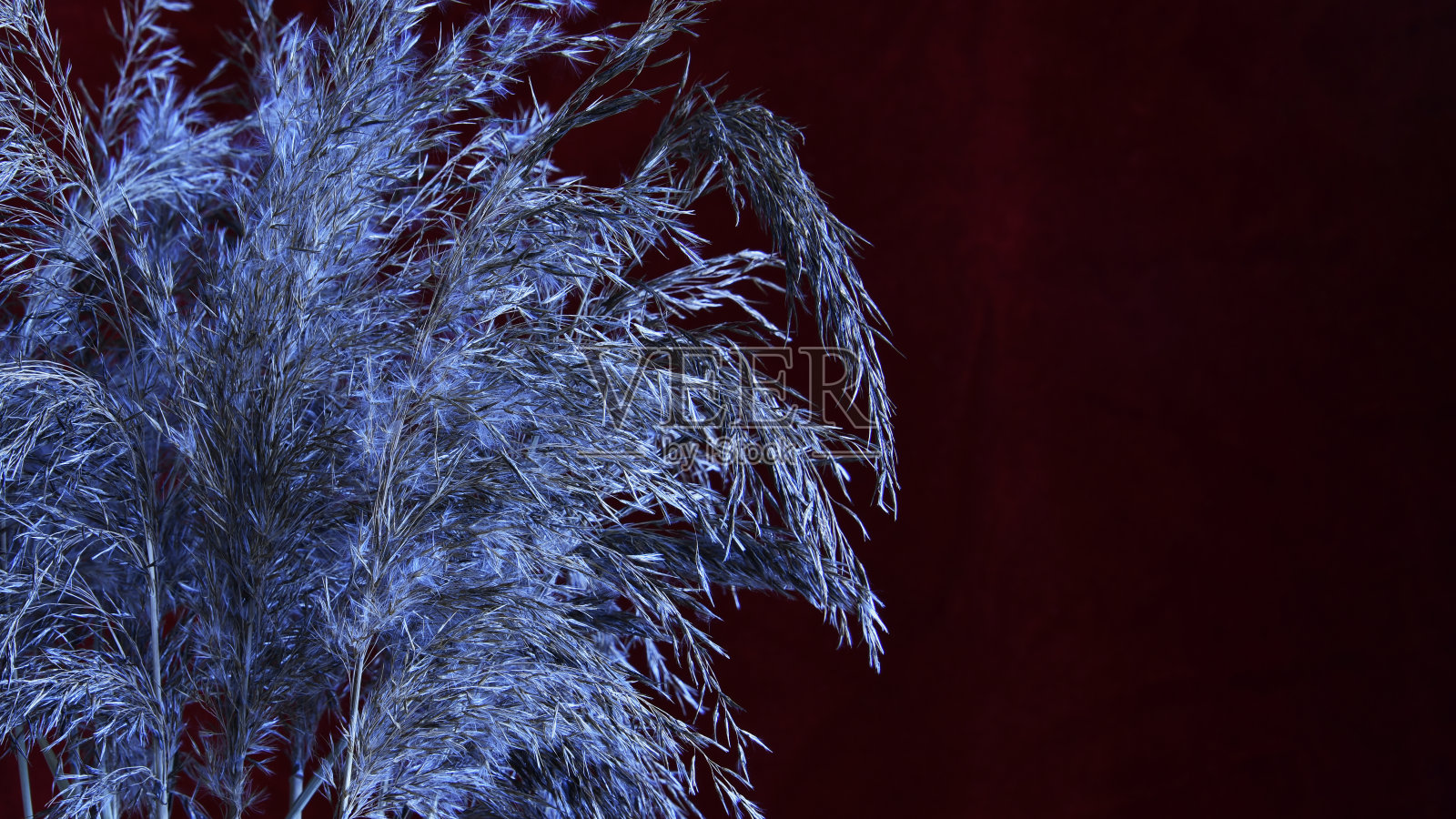 勃艮第背景，银蒲草花香。模板与复制空间为您的创造力。照片摄影图片