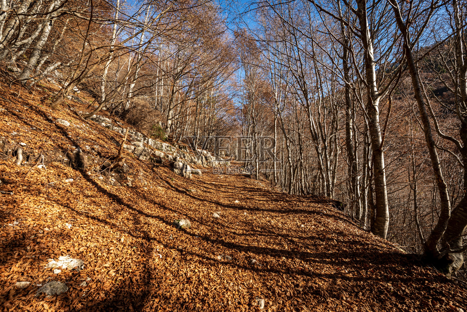意大利阿尔卑斯山秋天的小径-莱西尼亚高原的科诺达阿奎里奥照片摄影图片