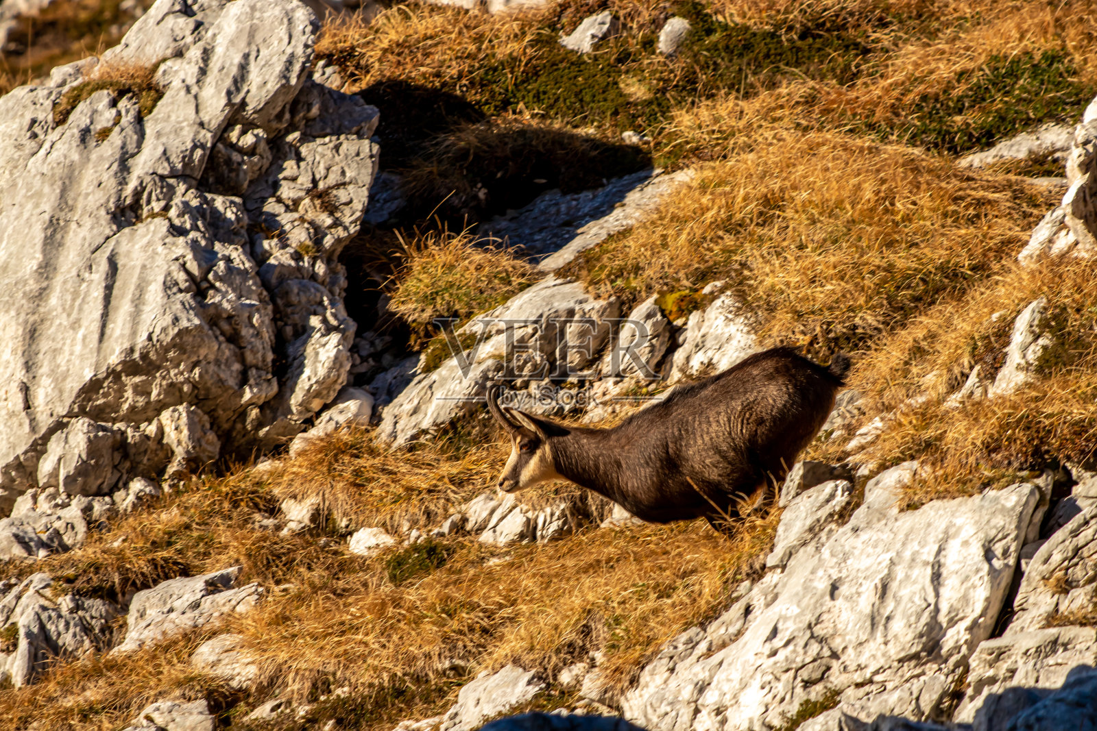 羚羊在跳跃模式，日出时间照片摄影图片