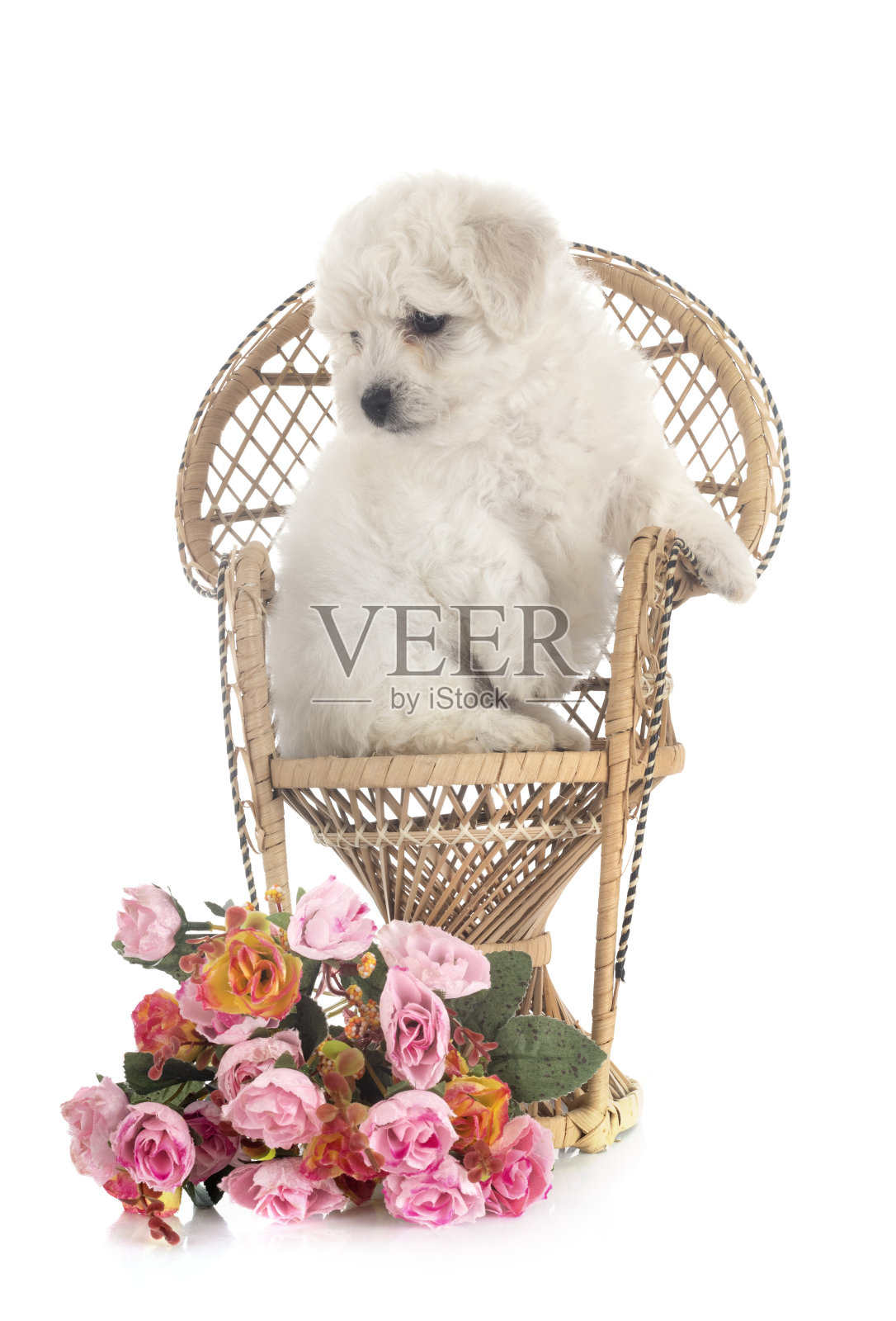 小卷毛比雄犬照片摄影图片