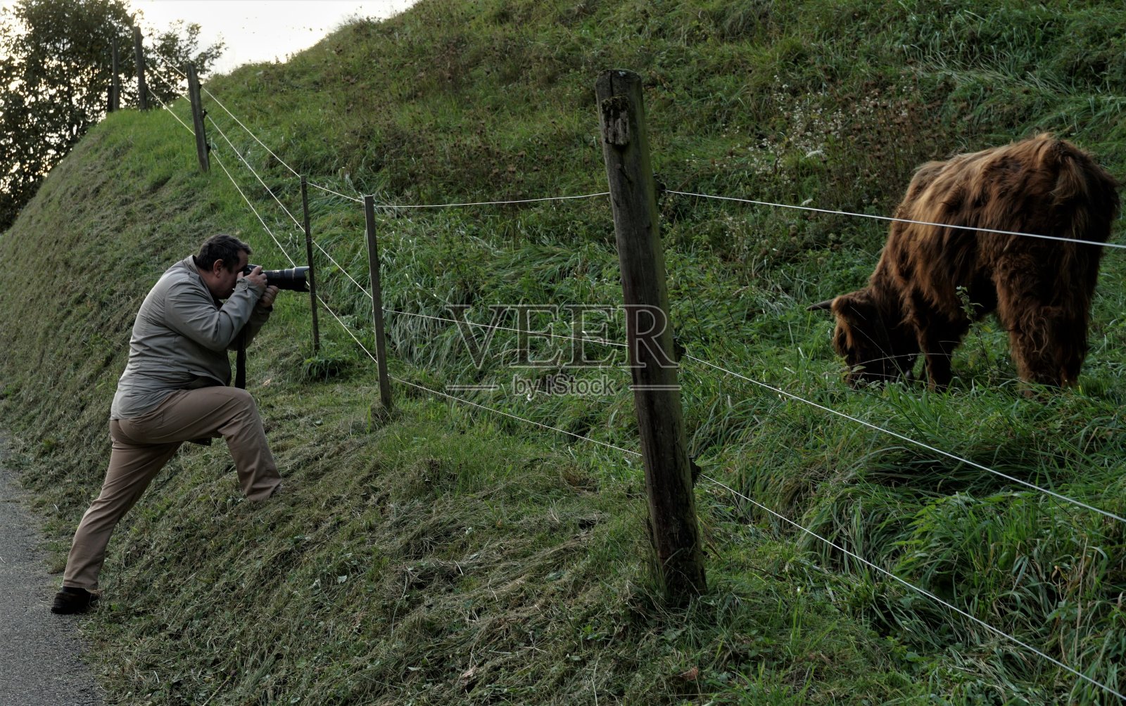 一名男子正在拍摄一头在电栅栏后面吃草的高地奶牛。照片摄影图片
