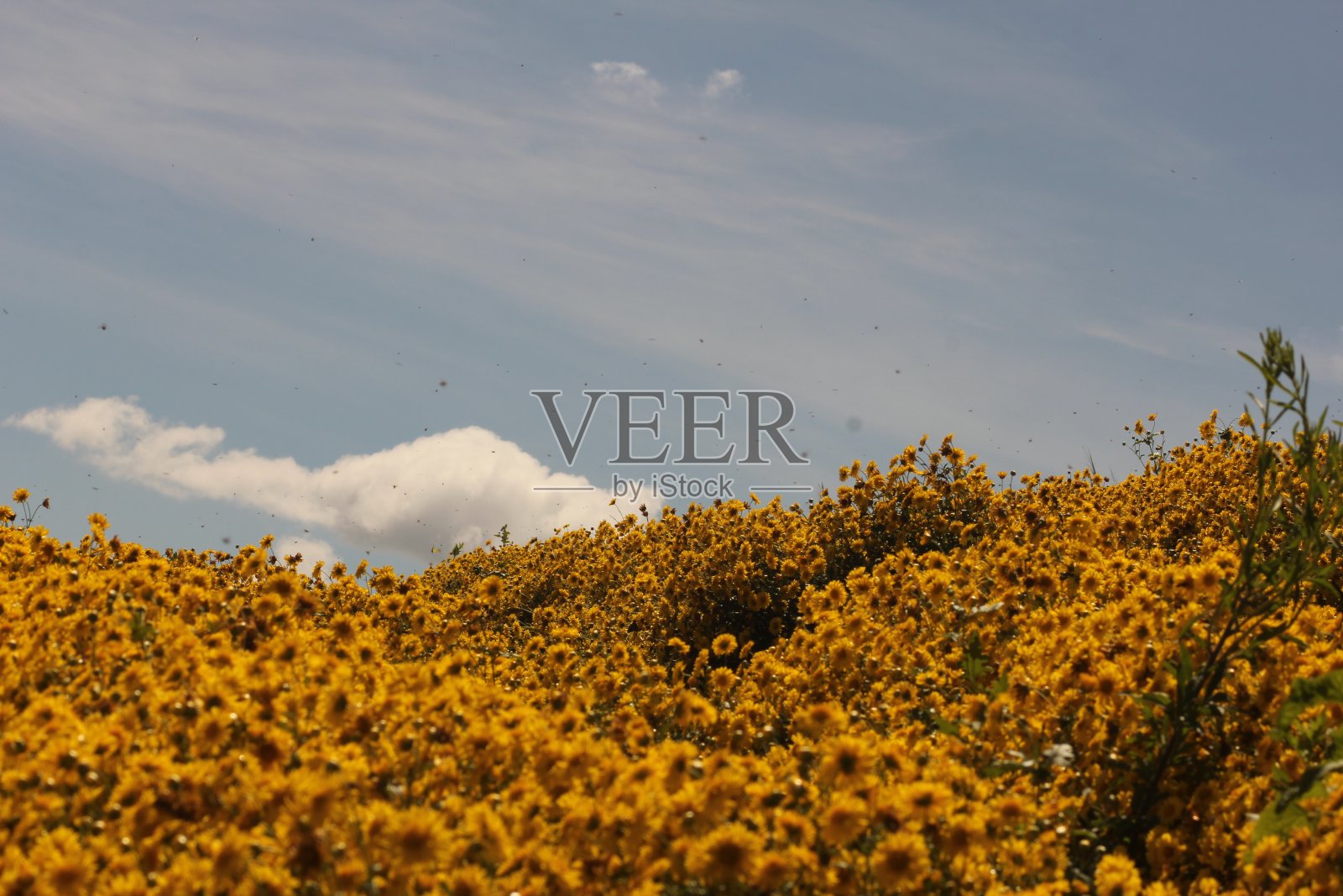 菊花领域照片摄影图片