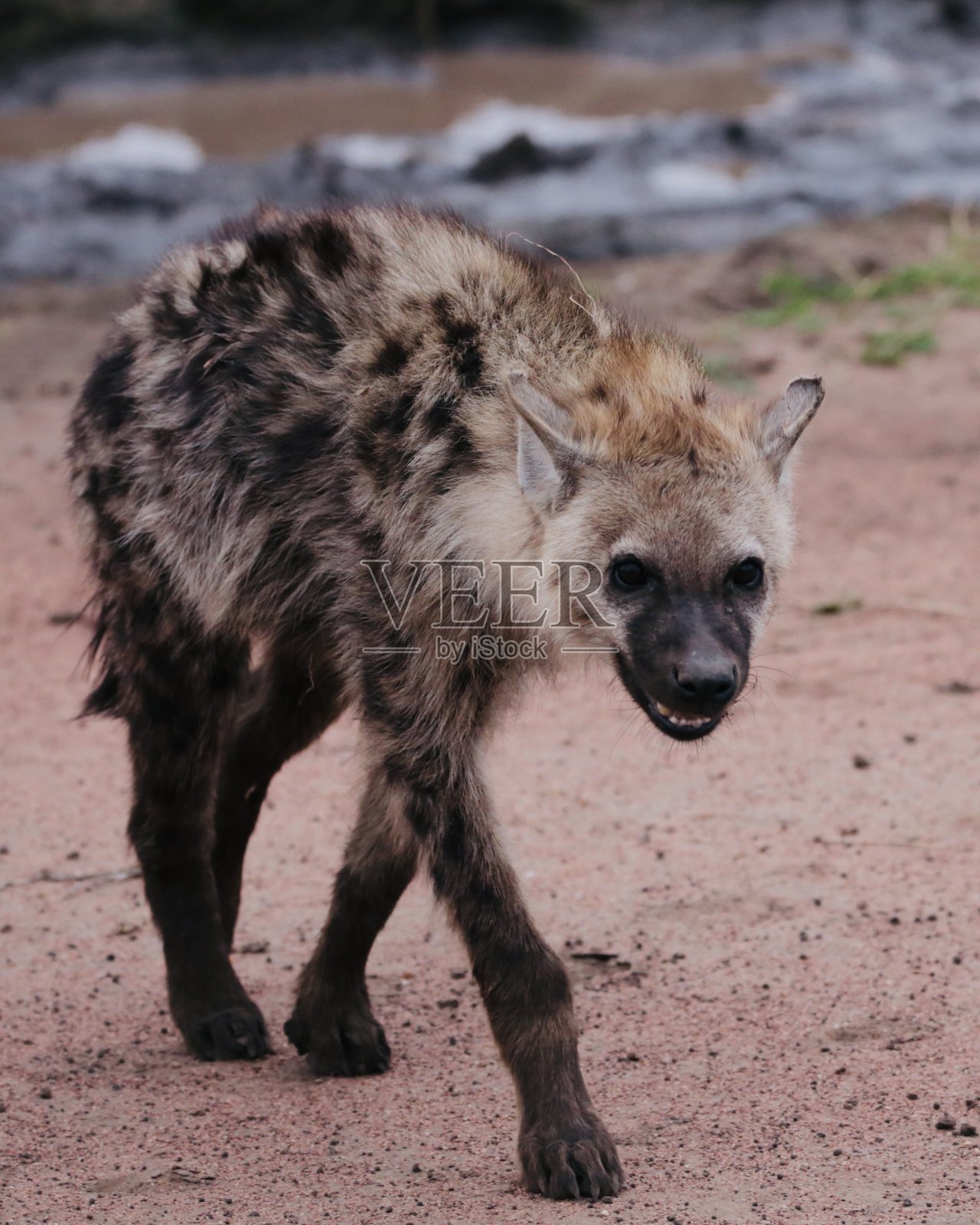 鬣狗走向相机照片摄影图片