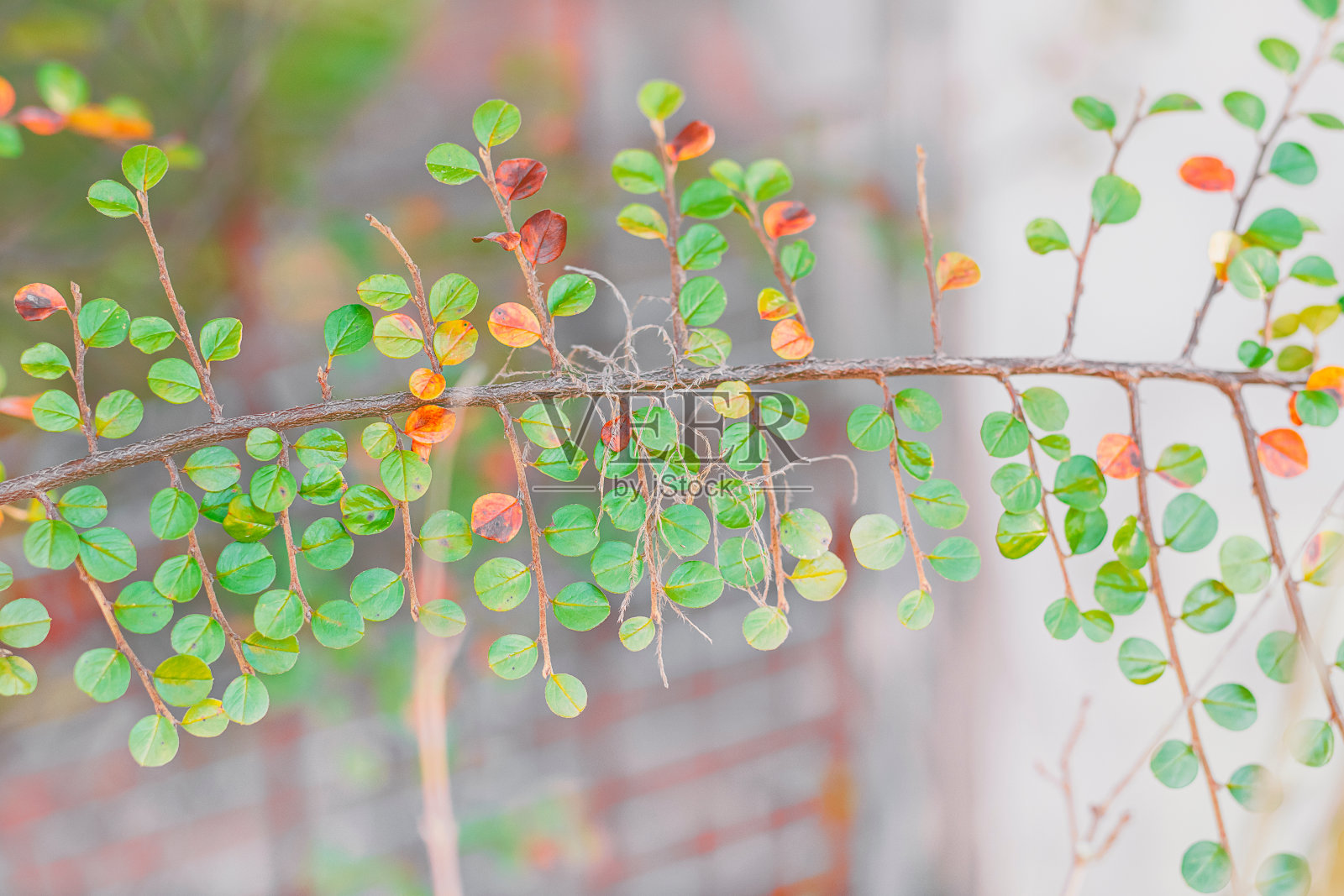 绿色的小树叶照片摄影图片