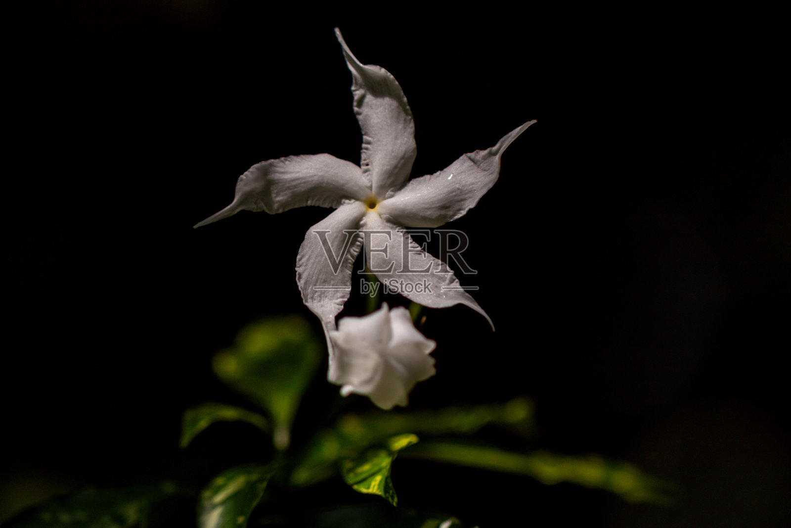 在花园中选择性聚焦茉莉花。靠近白色的花和绿色的叶子。Tabernaemontana胶R.Br)。照片摄影图片
