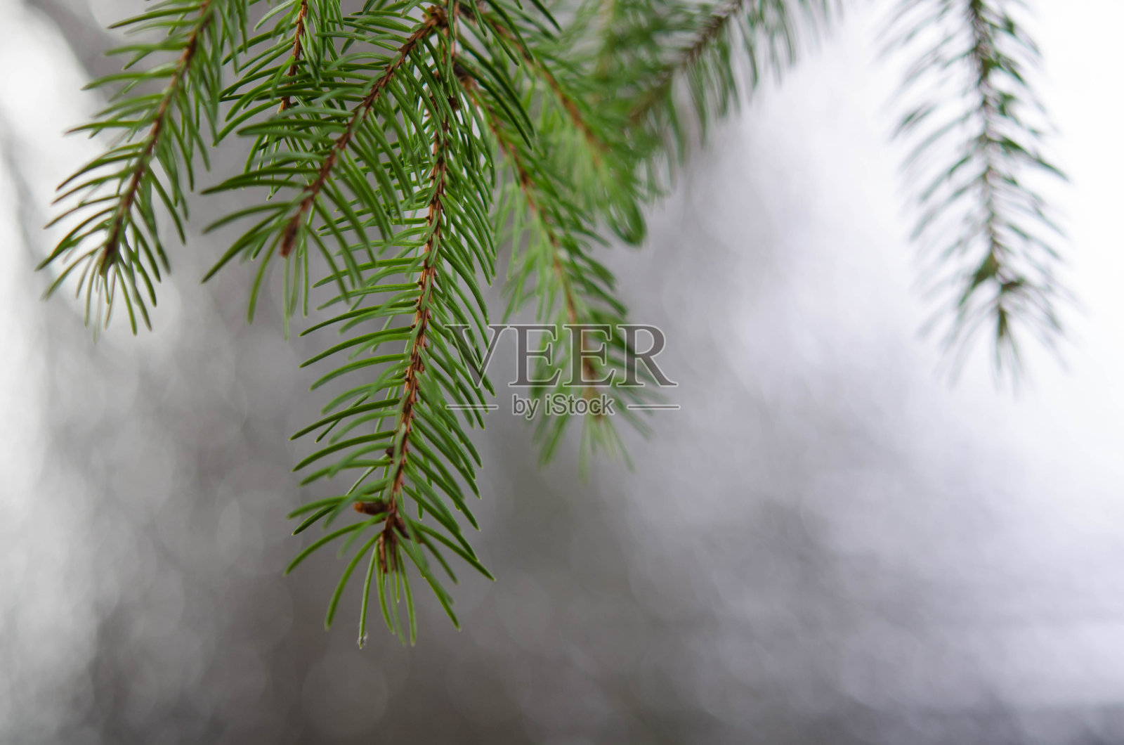 银色背景上蓬松的圣诞树树枝。照片摄影图片