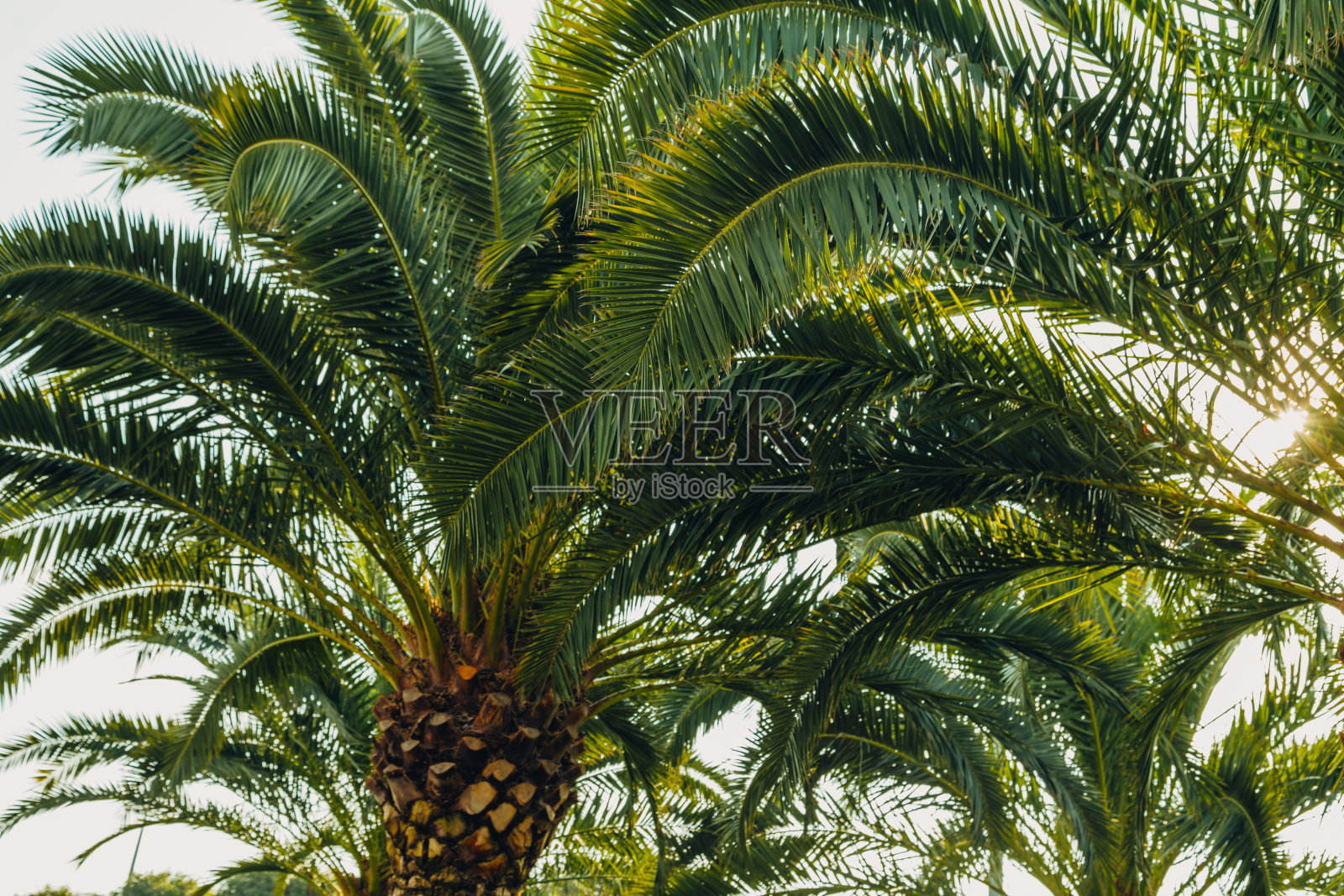 热带丛林，棕榈叶在阳光明媚的日子，天空。照片摄影图片