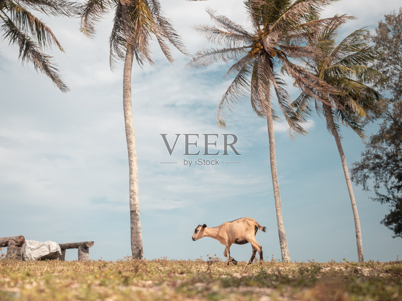 小山羊在热带海滩上散步。背景是椰子树和天空。照片摄影图片