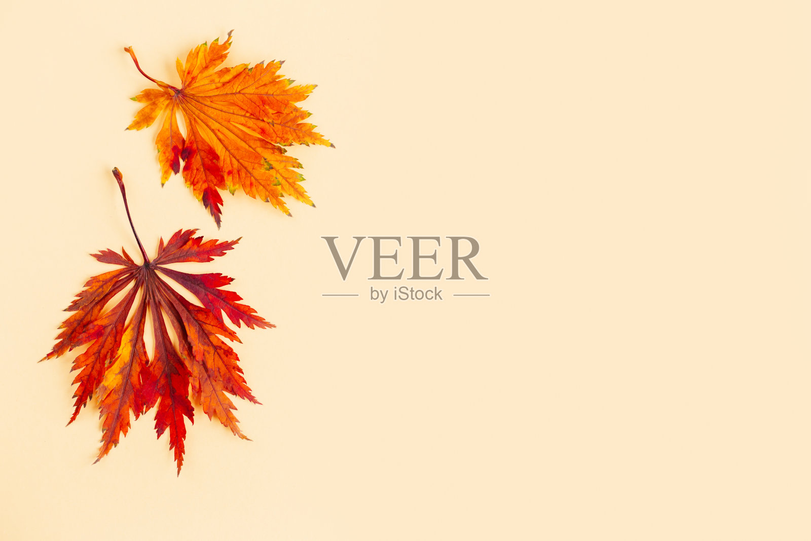 美丽的红色叶子的日本枫树在浅黄色的背景。秋天的背景。照片摄影图片