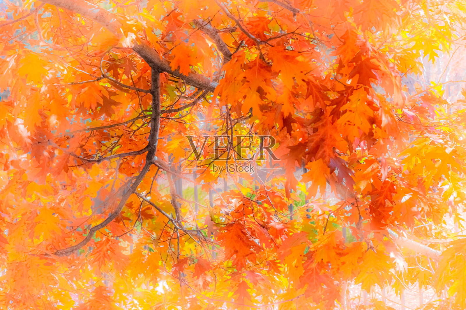 加利福尼亚大熊湖的一棵秋雾橡树照片摄影图片