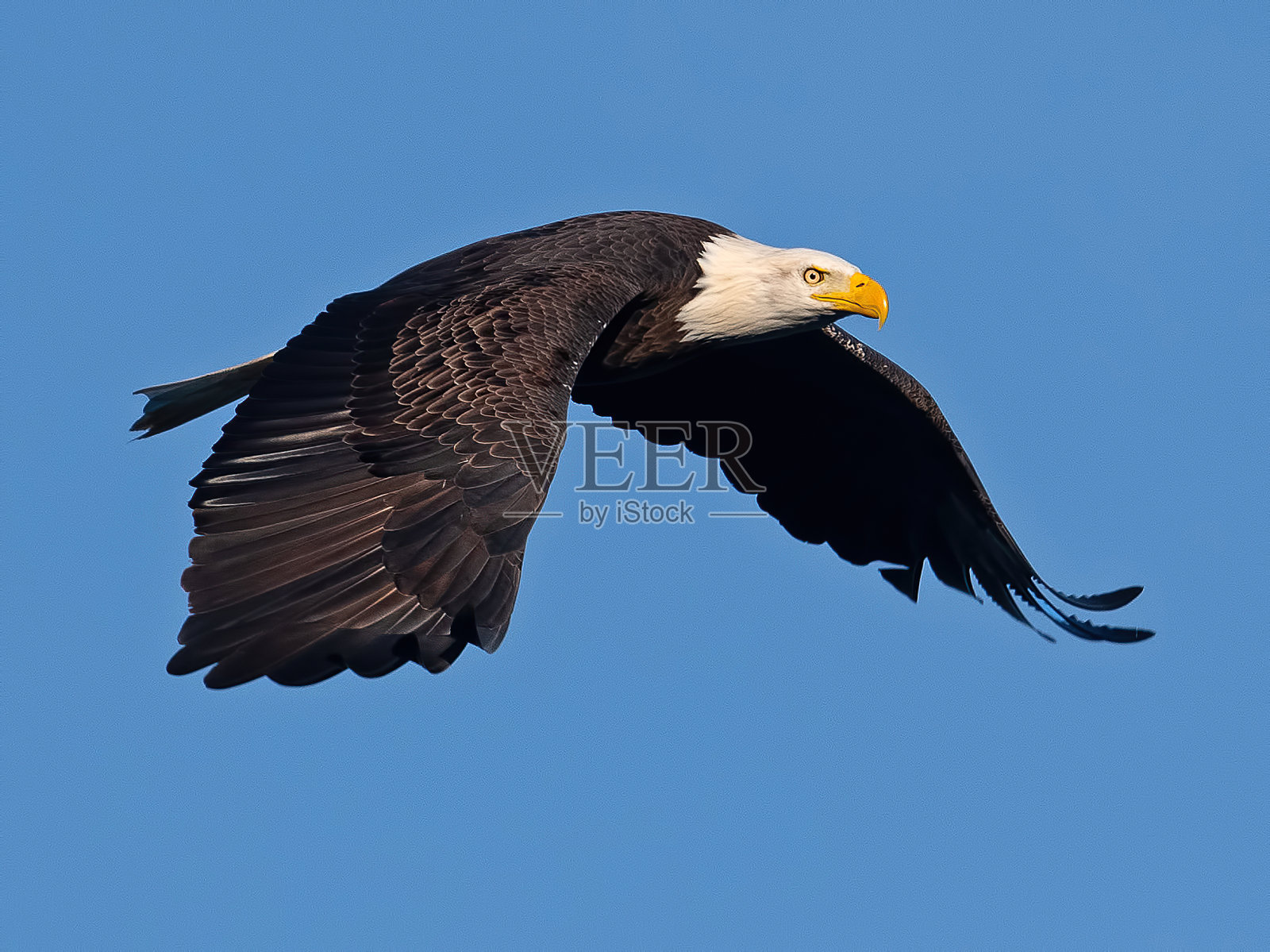 飞行中的秃鹰照片摄影图片