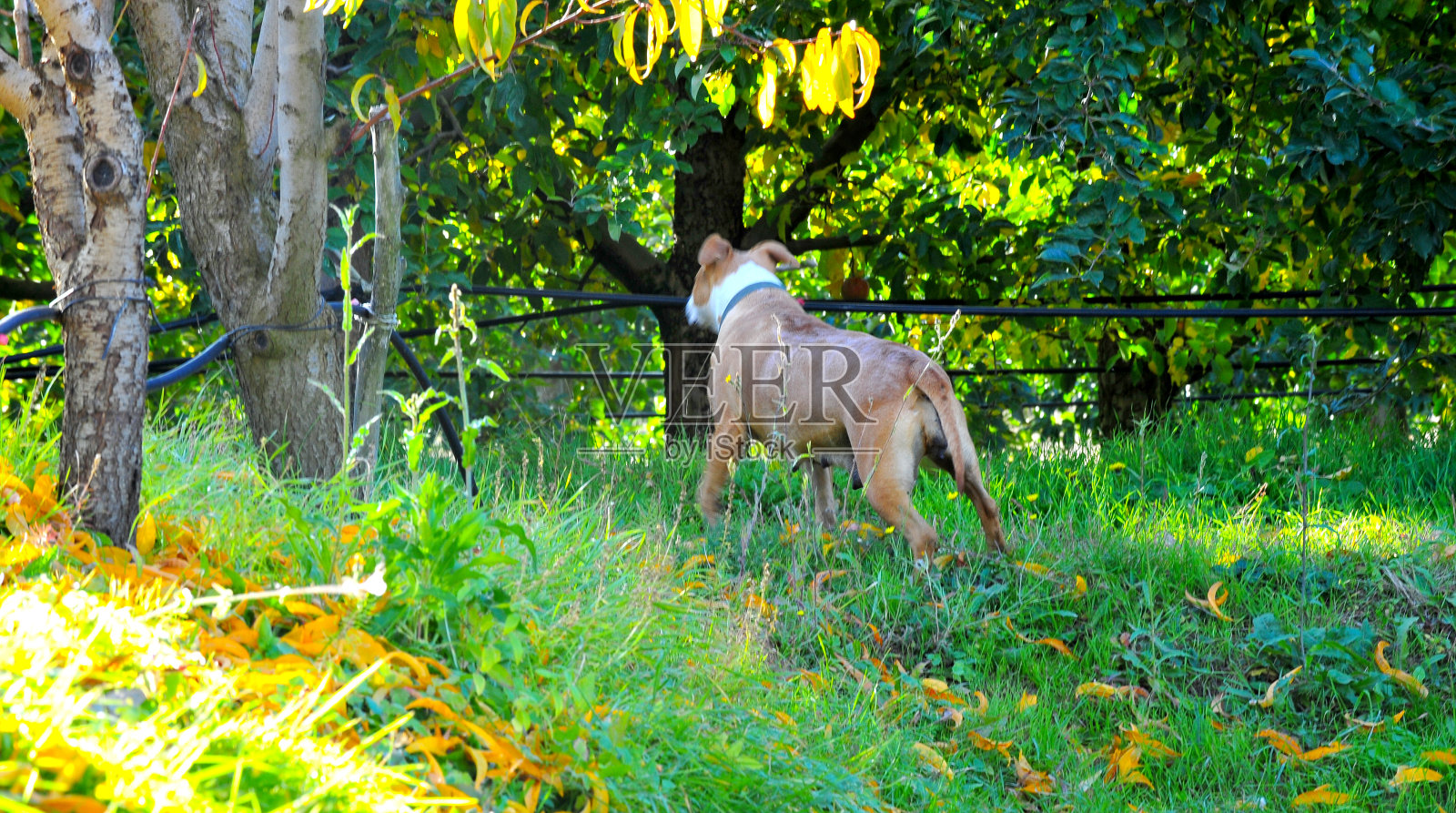 图为美国斯塔福德郡梗照片摄影图片