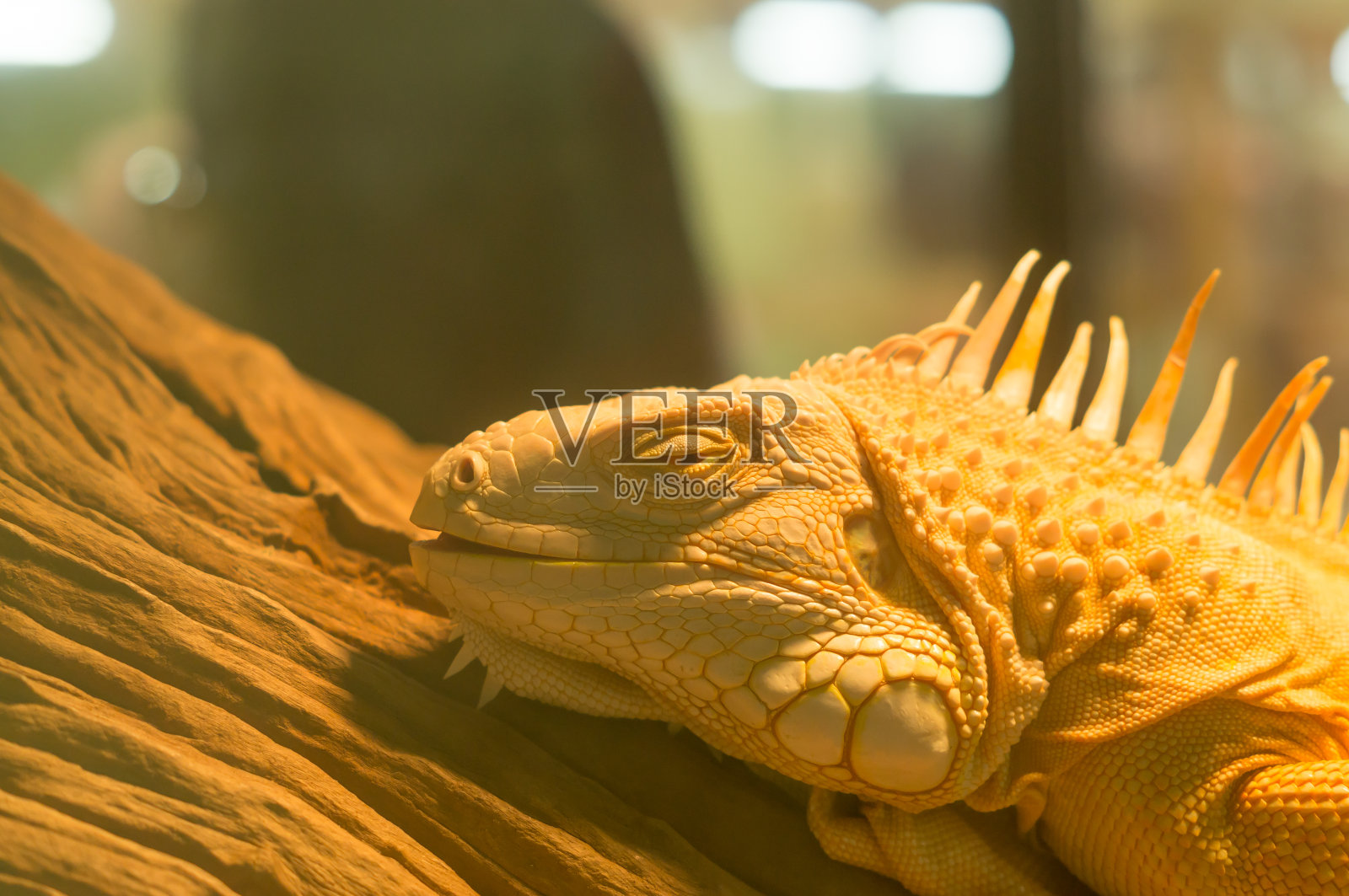 一只白化病鬣蜥躺在玻璃柜里的一根原木上照片摄影图片