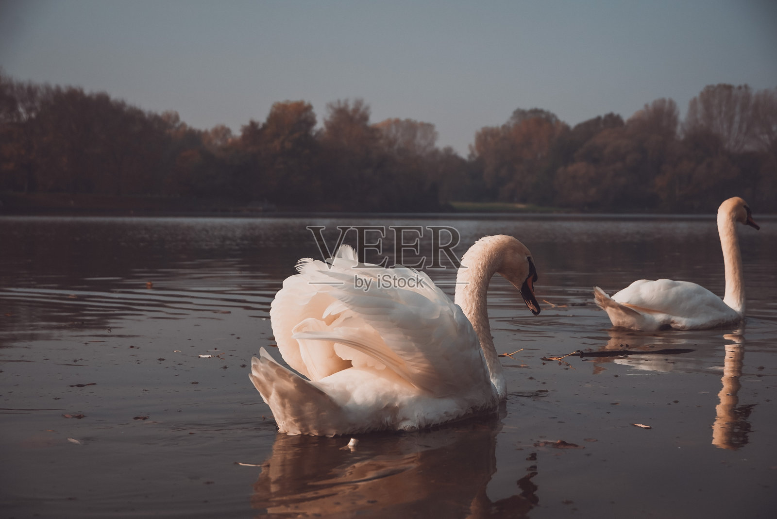 色彩斑斓的天鹅照片摄影图片