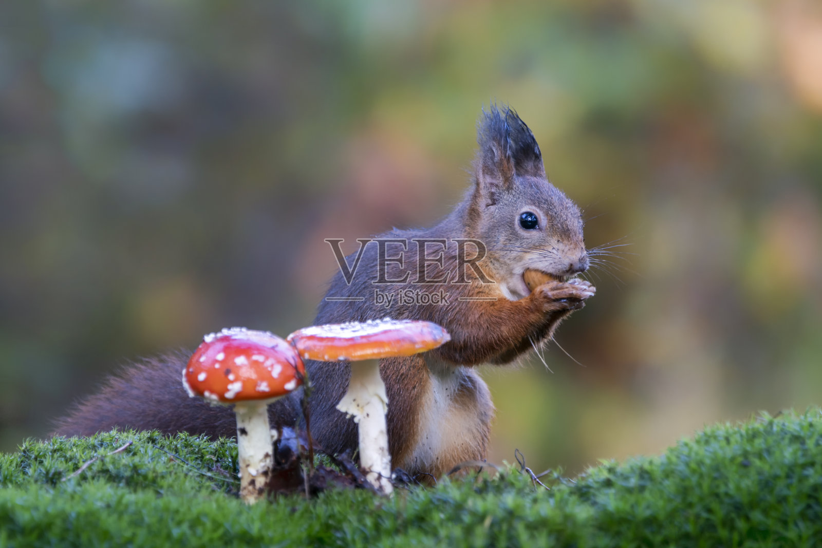 可爱饥饿的红松鼠(Sciurus vulgaris)正在森林里吃坚果，森林里覆盖着五颜六色的叶子和蘑菇。这是荷兰森林深处的秋日。美丽的圣诞贺卡。照片摄影图片