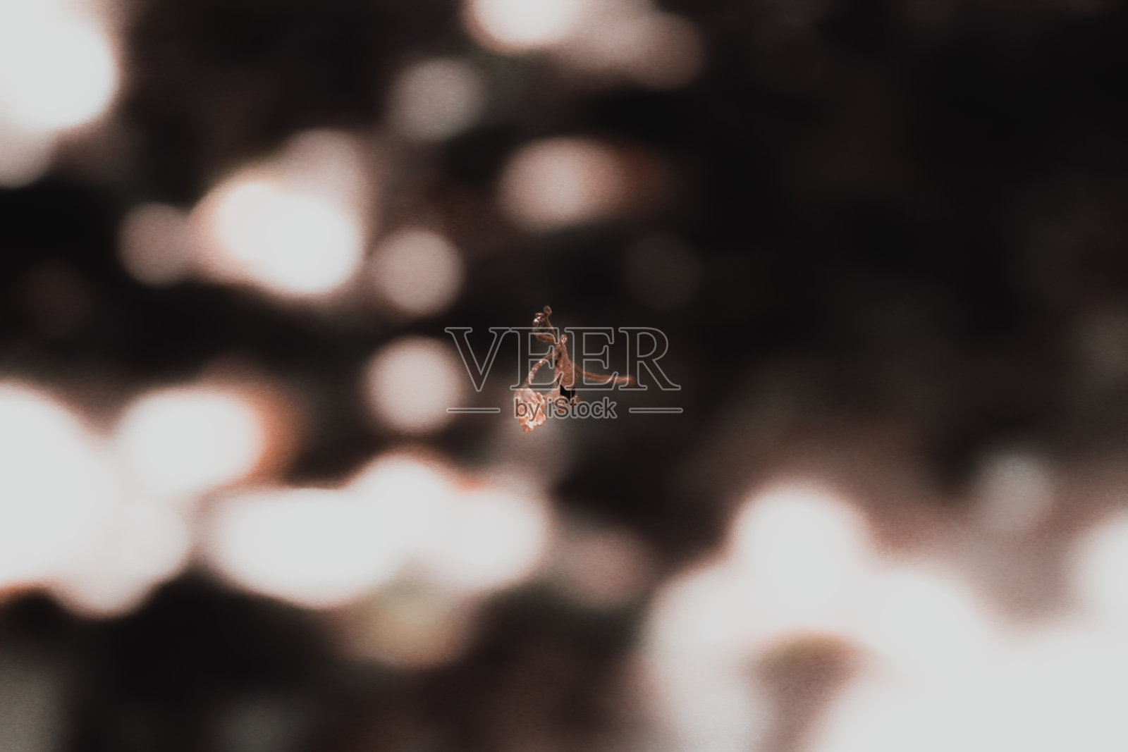 飞干叶照片摄影图片