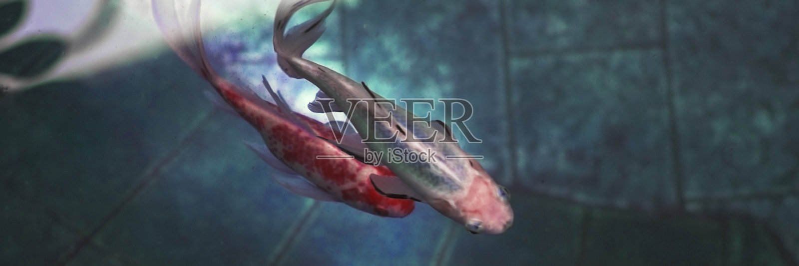 日本花园池塘或池塘中游动着红色和白色的鱼。国家公园。横幅。照片摄影图片